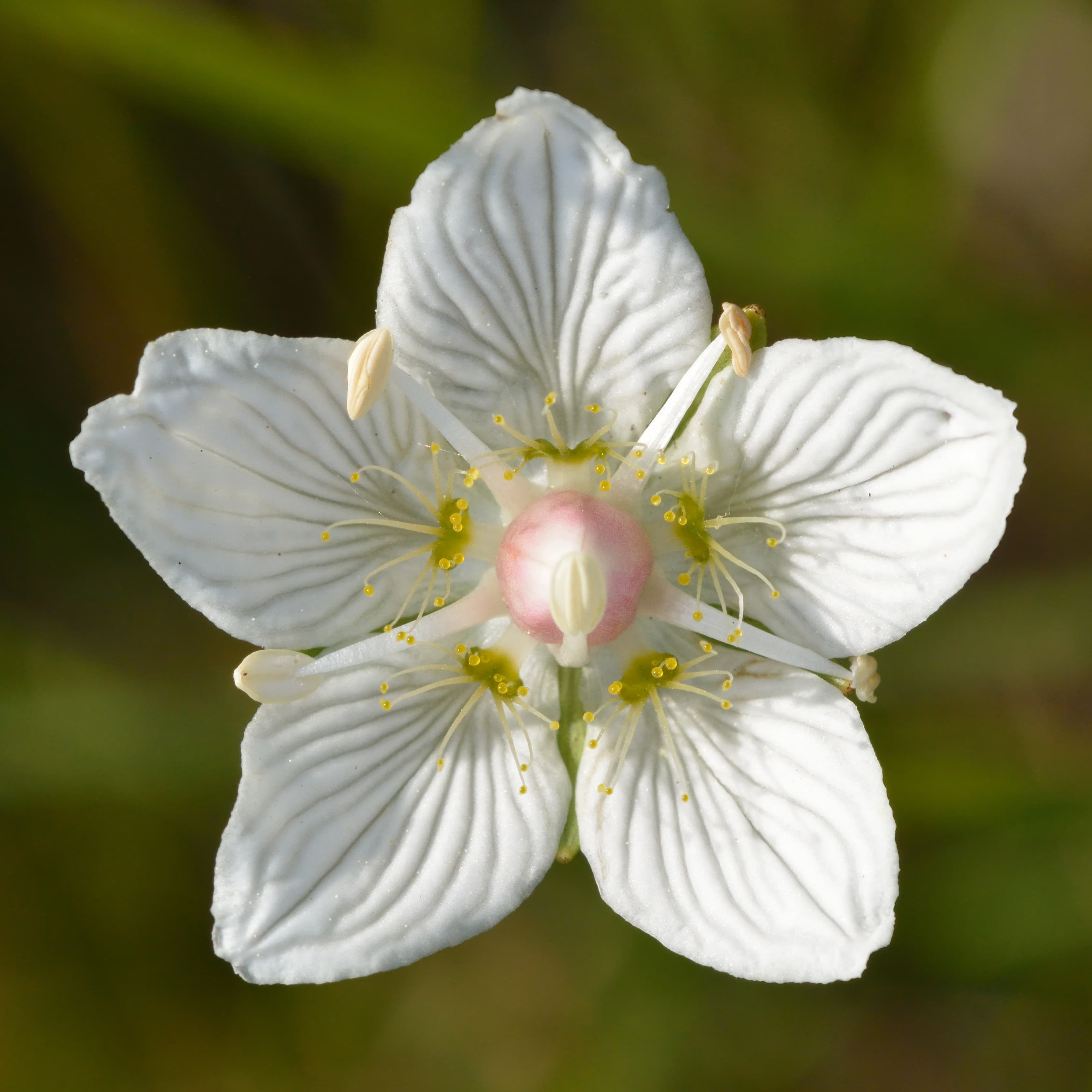 Grass of Parnassus