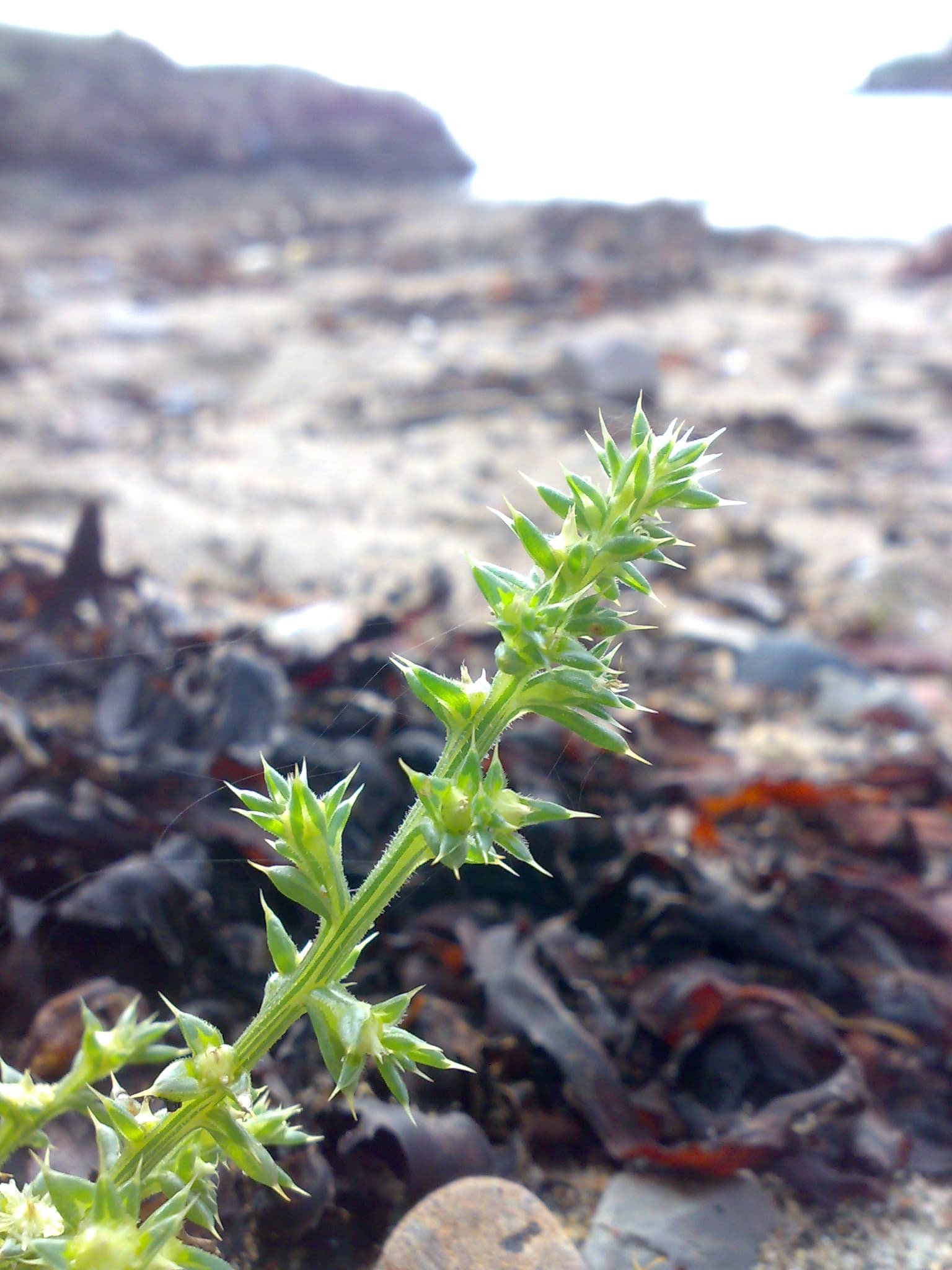 Prickly Saltwort
