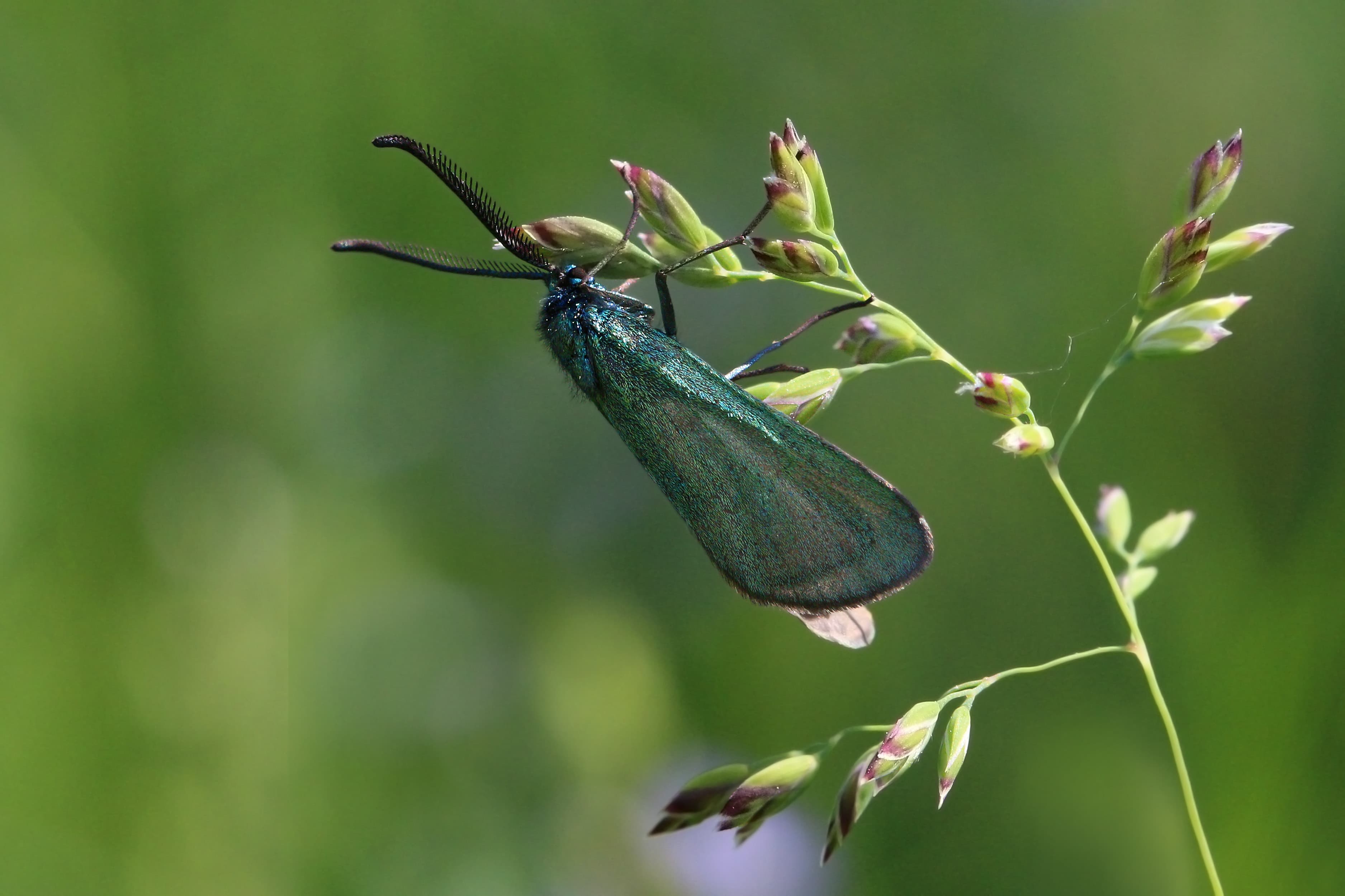 Forester Moth