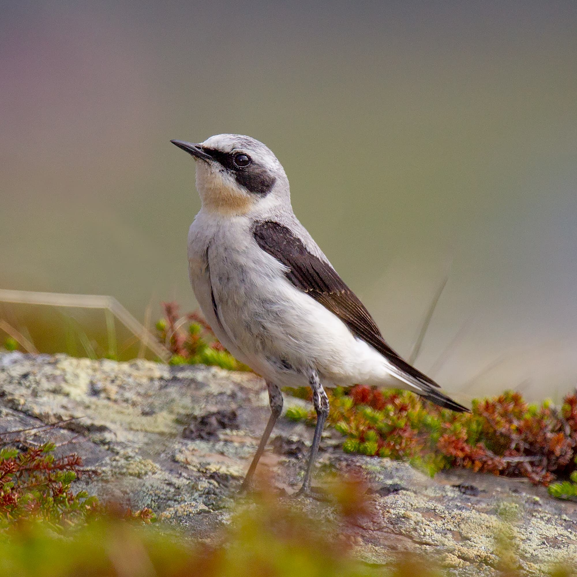 Wheatear