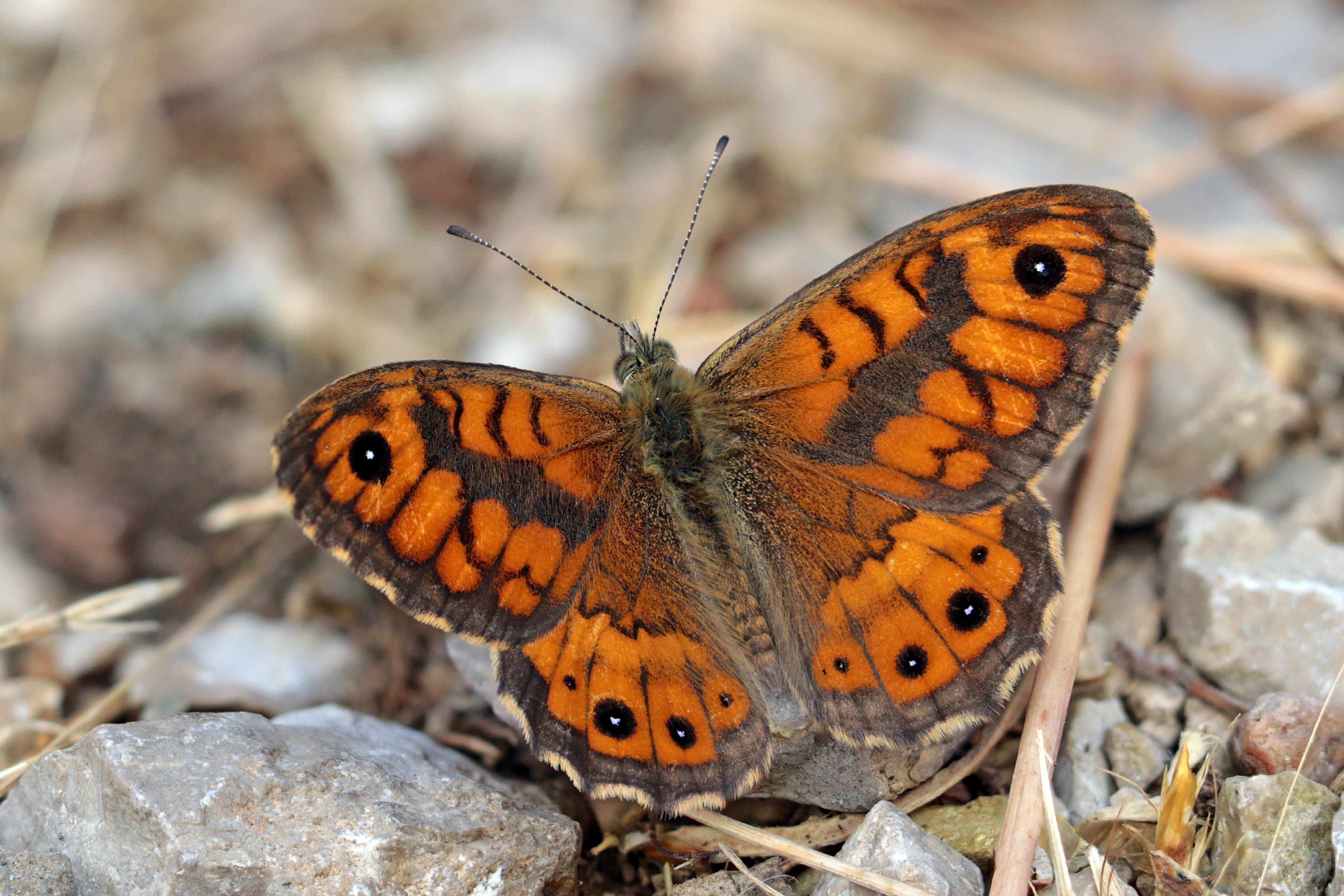 Wall Brown