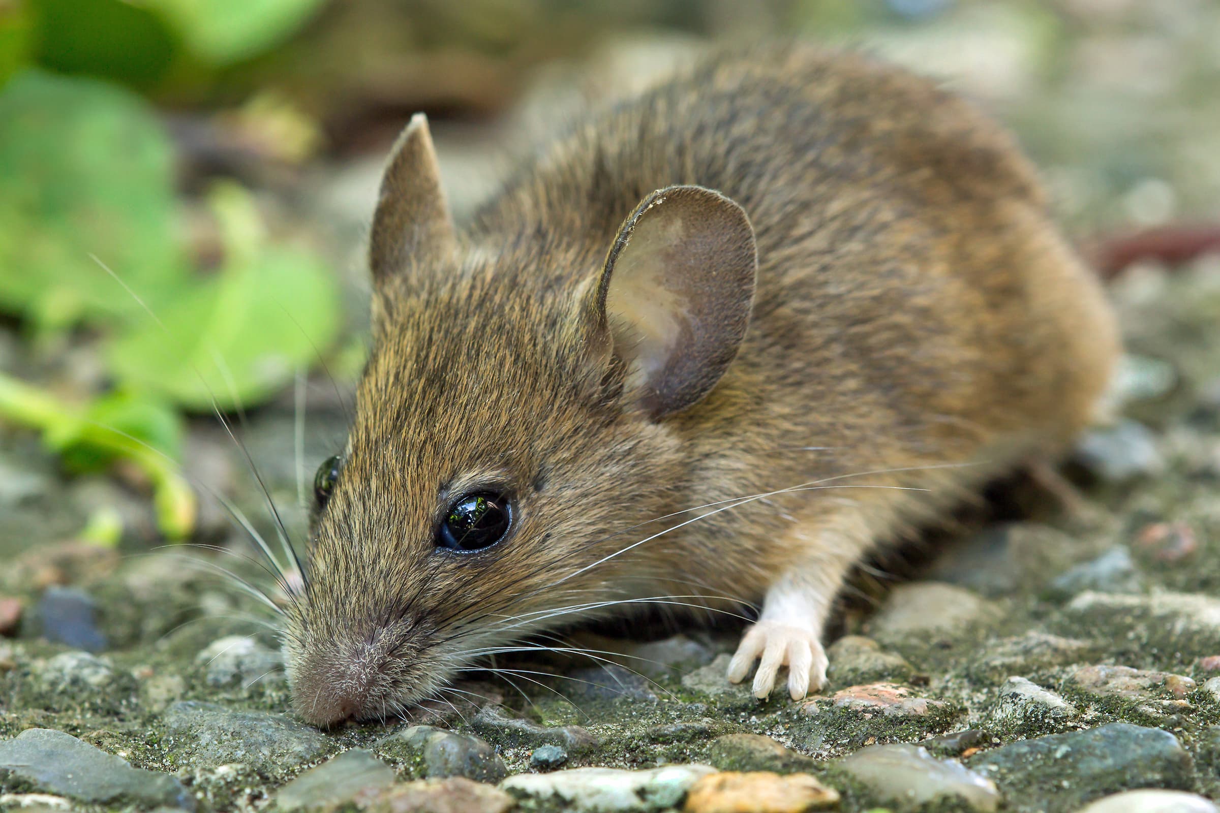 Wood Mouse