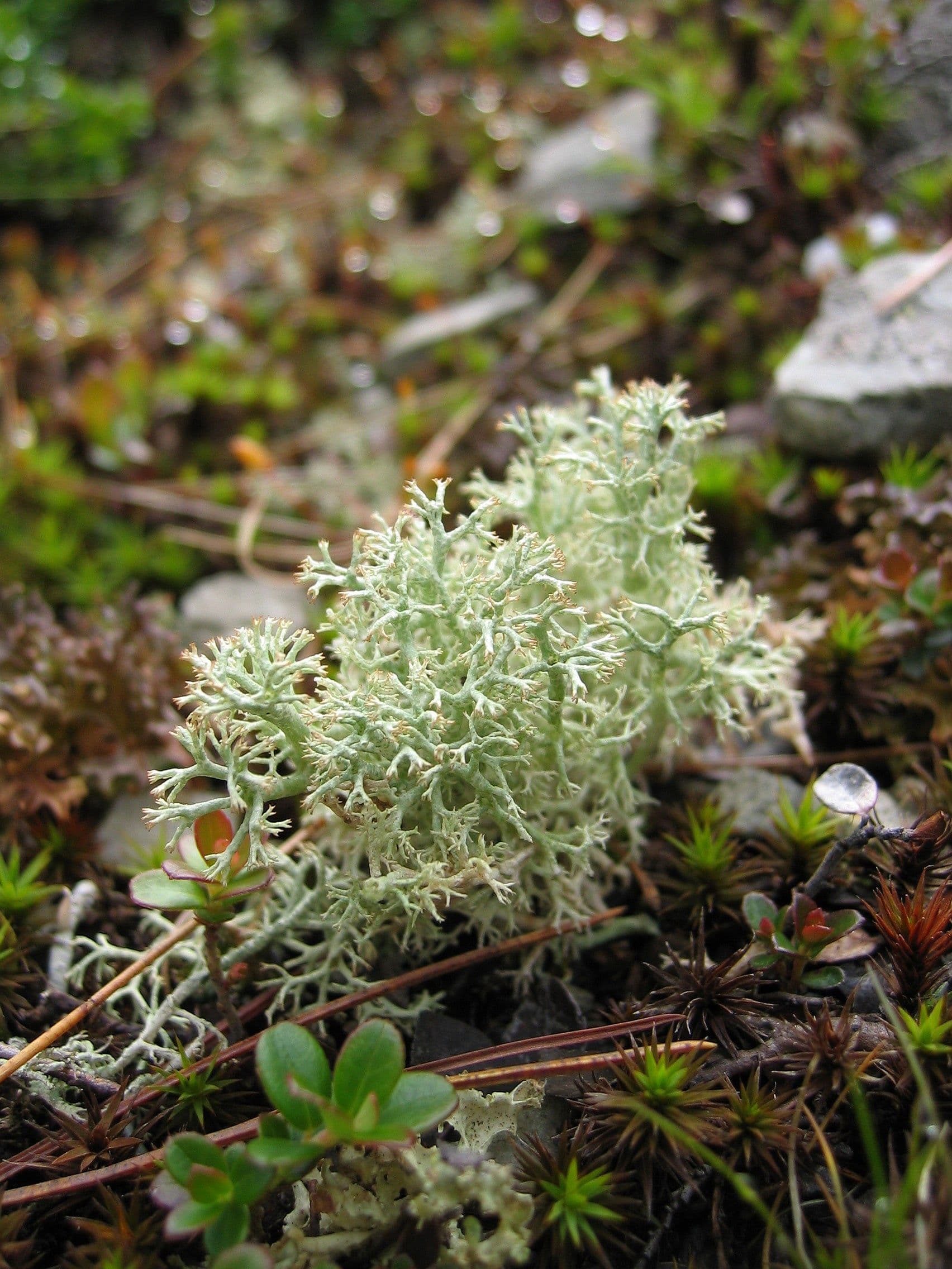 Lichen Heath