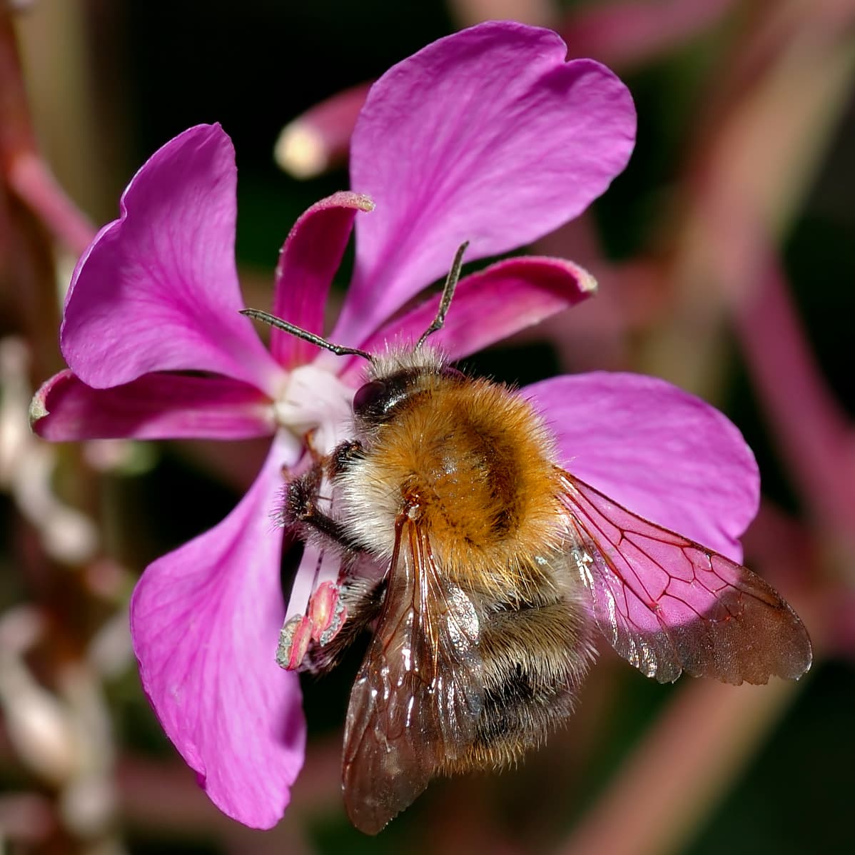 Common Carder Bee