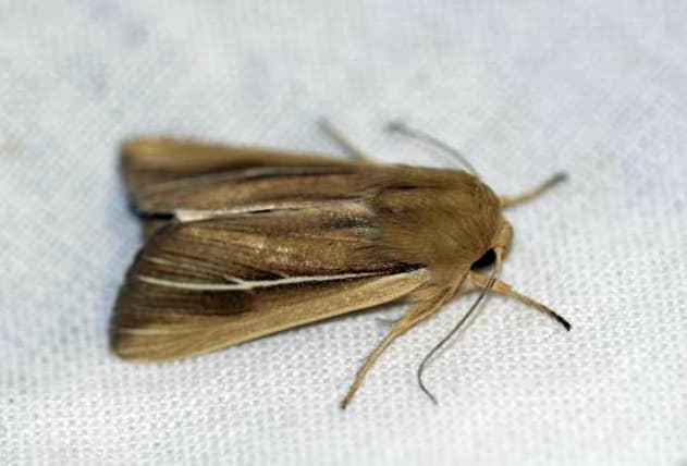 Shore Wainscot Moth
