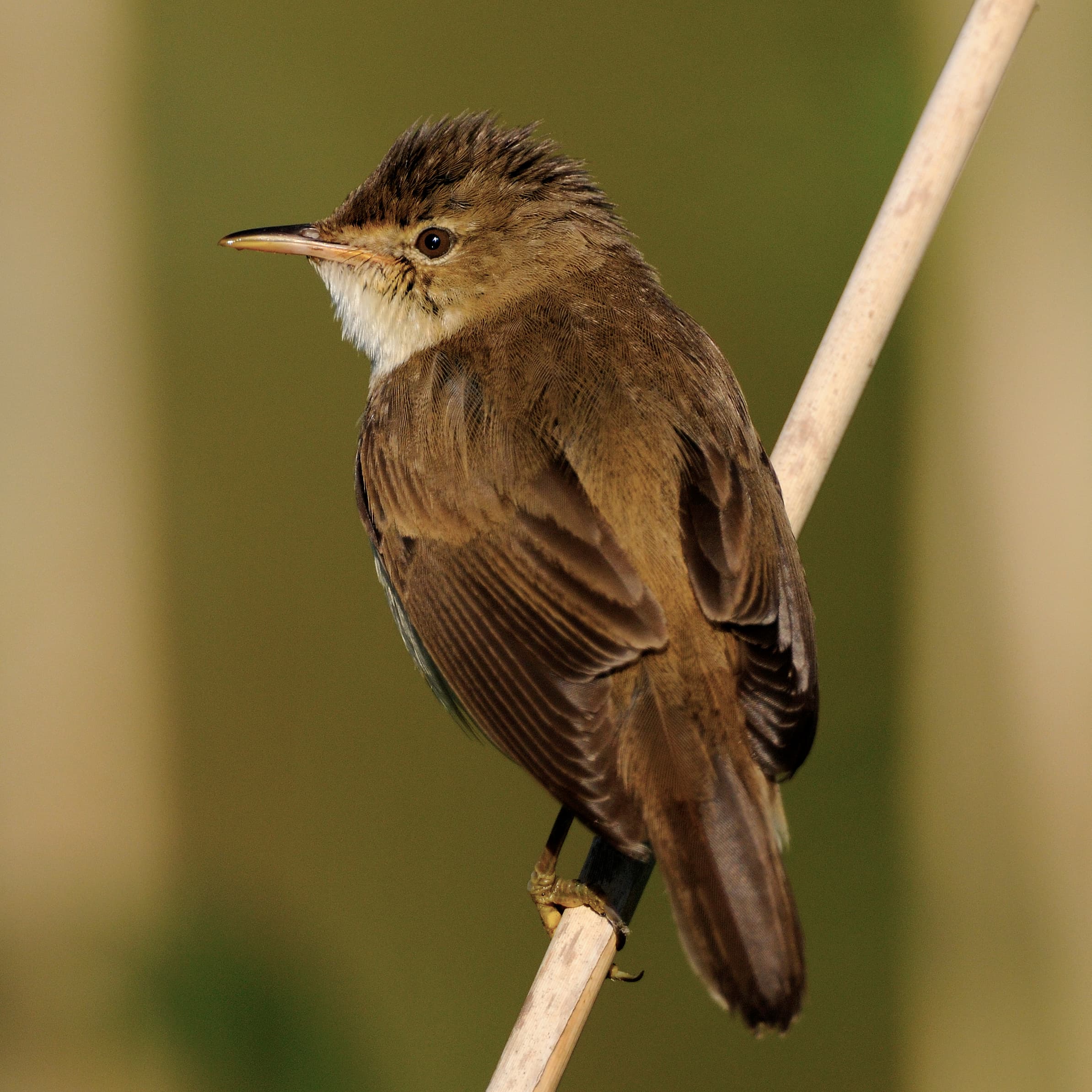 Reed Warbler