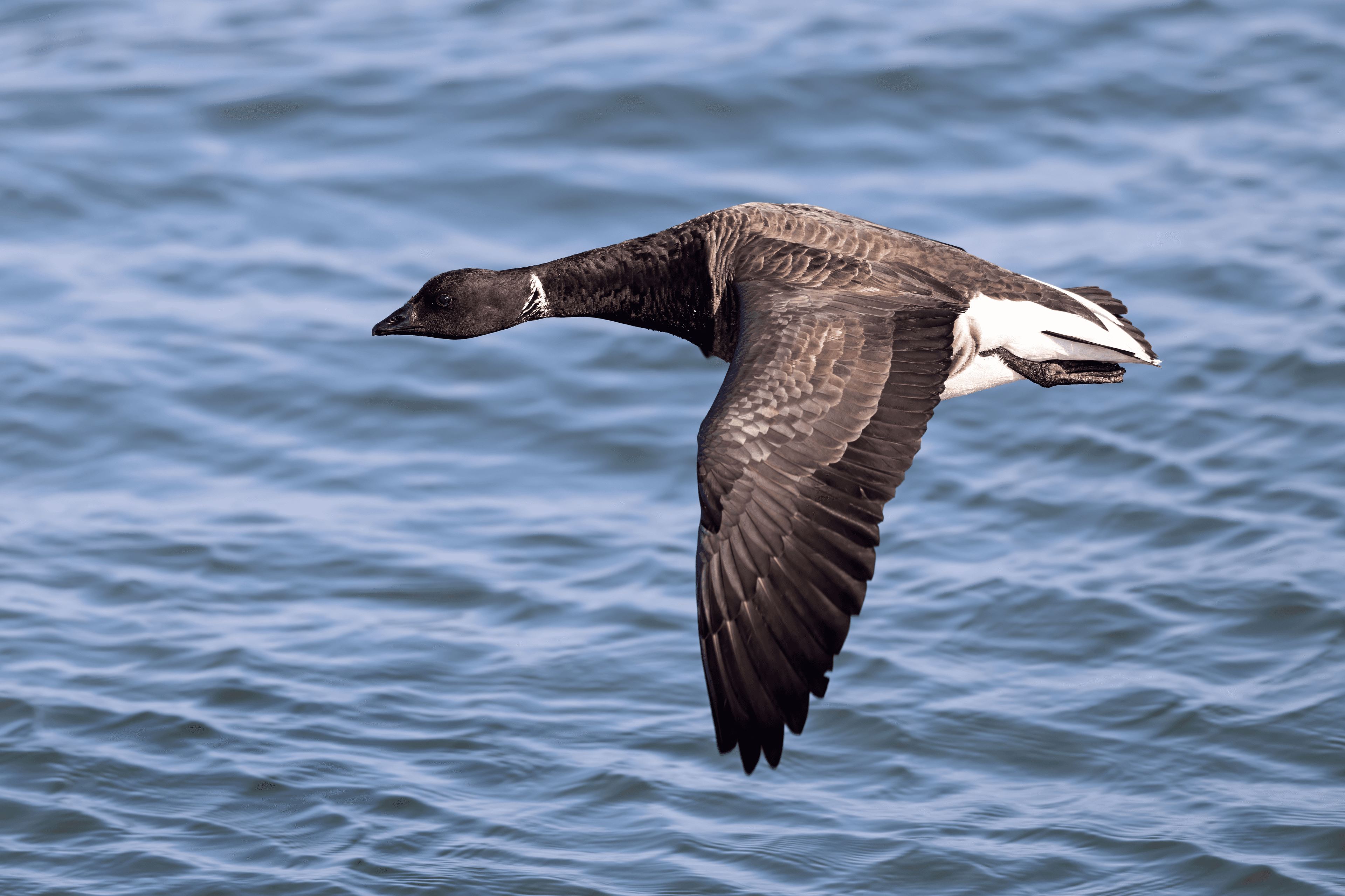Brent Goose