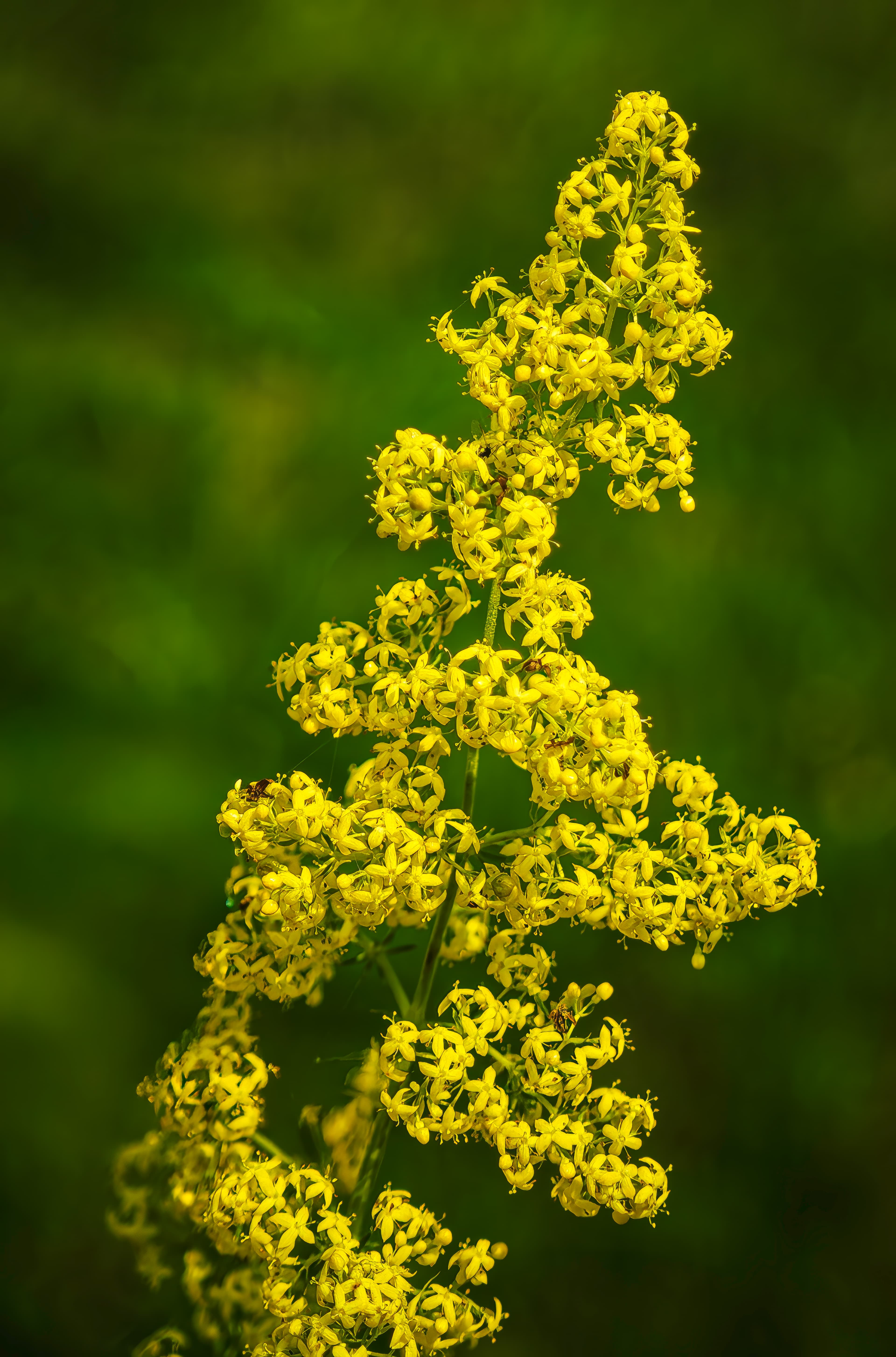 Lady's Bedstraw