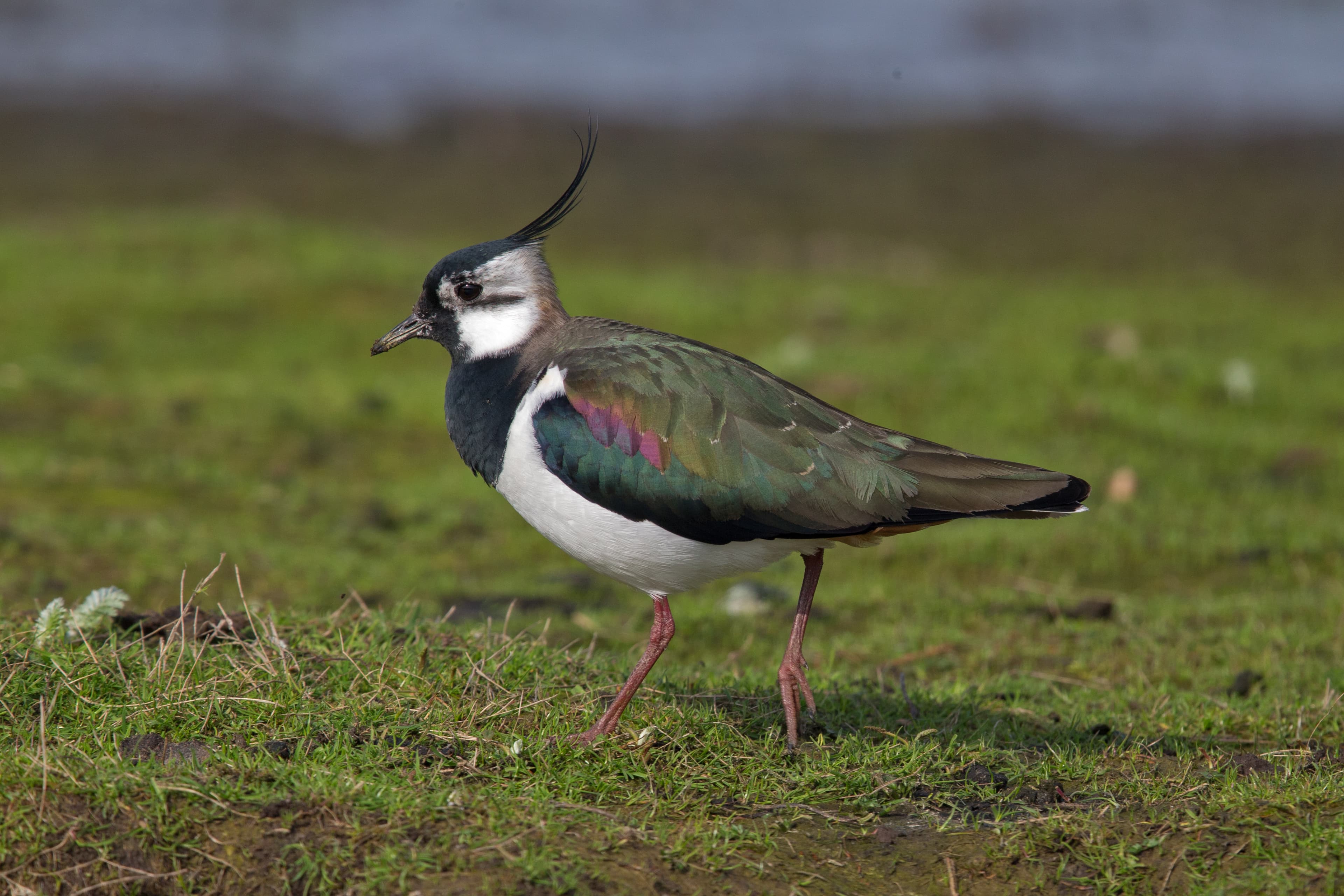 Lapwing