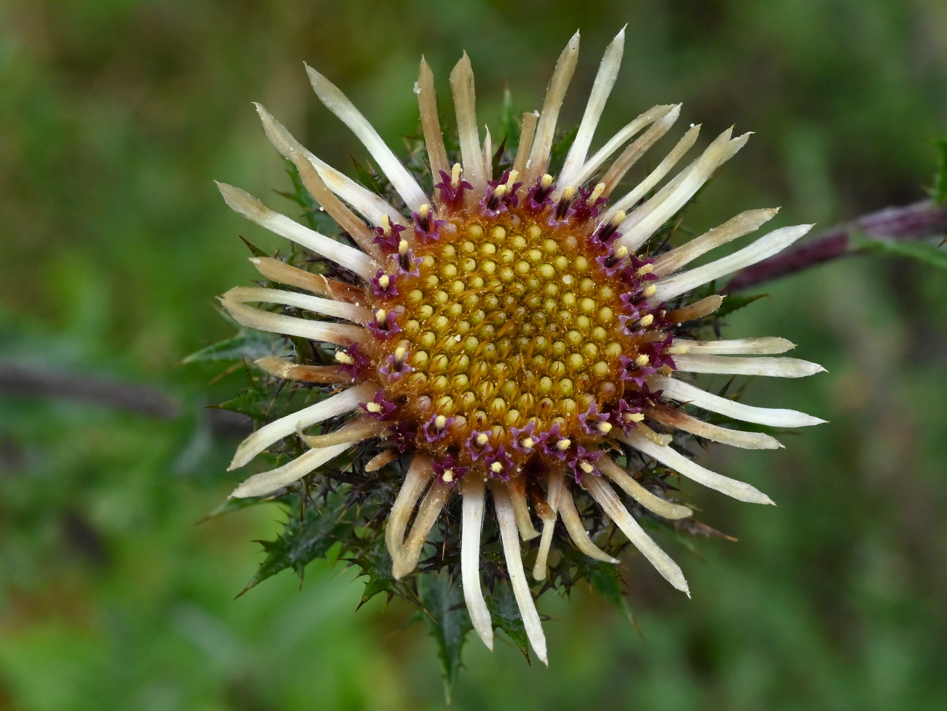 Carline Thistle