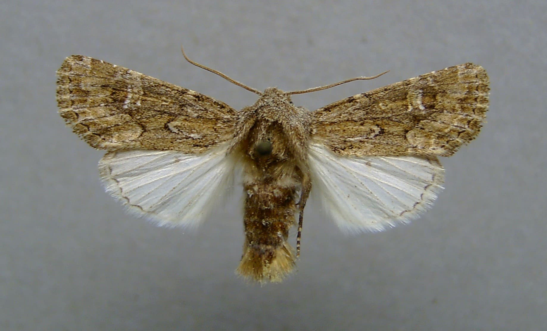 Sandhill Rustic Moth