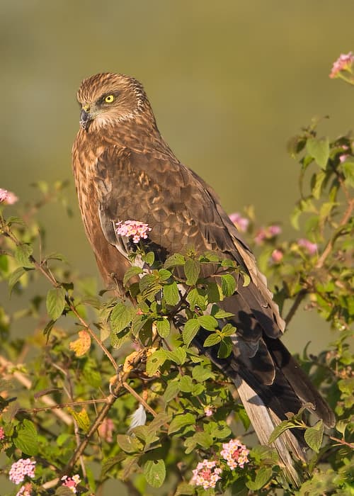 Marsh Harrier