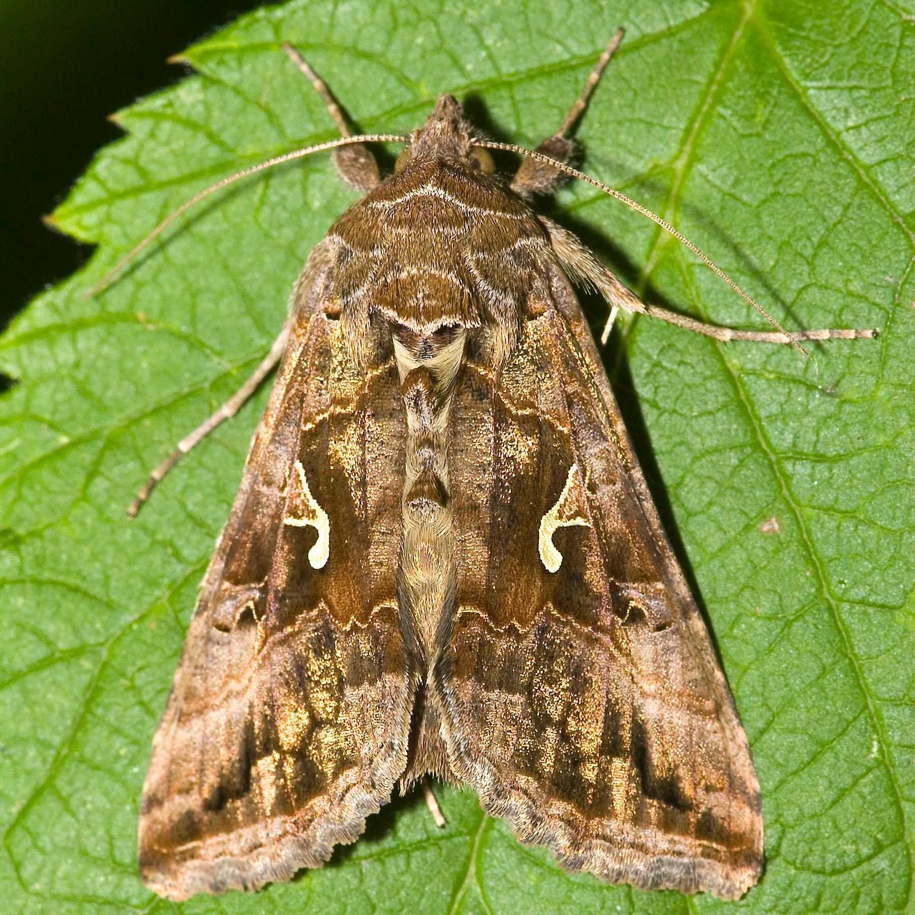 Silver Y Moth