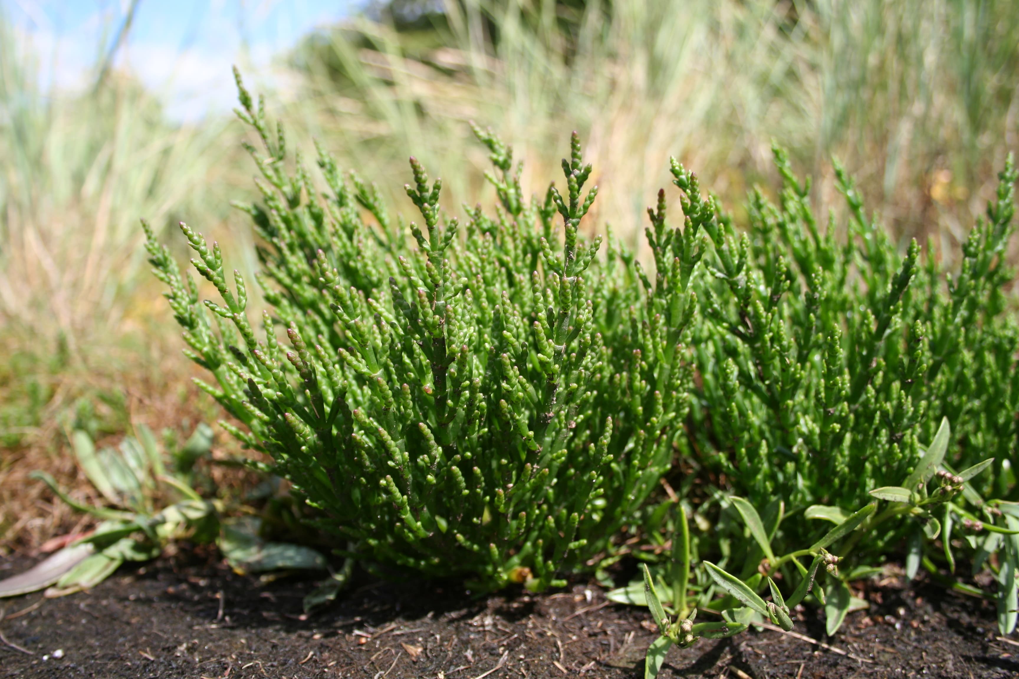 Common Glasswort