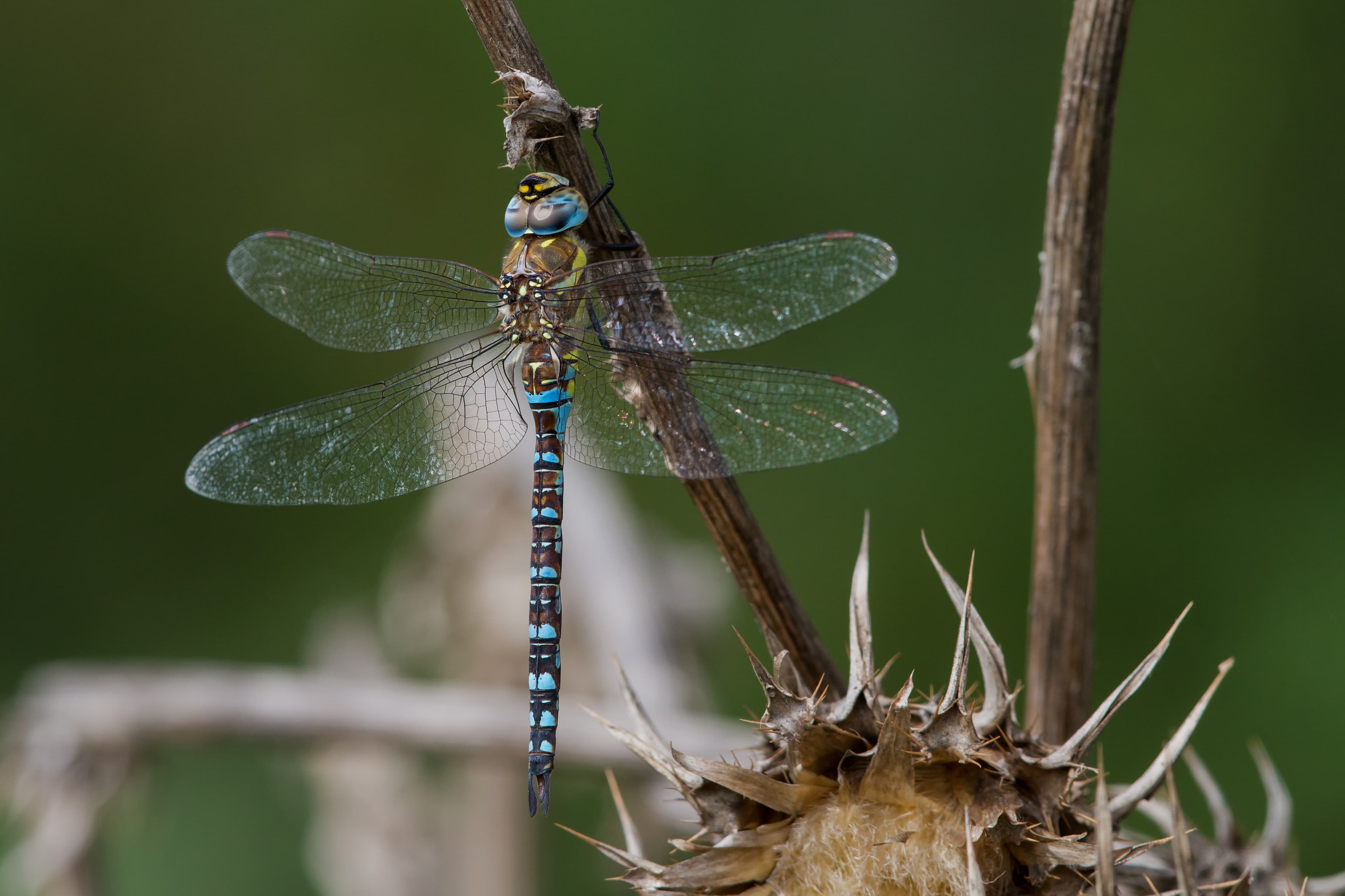 Migrant Hawker