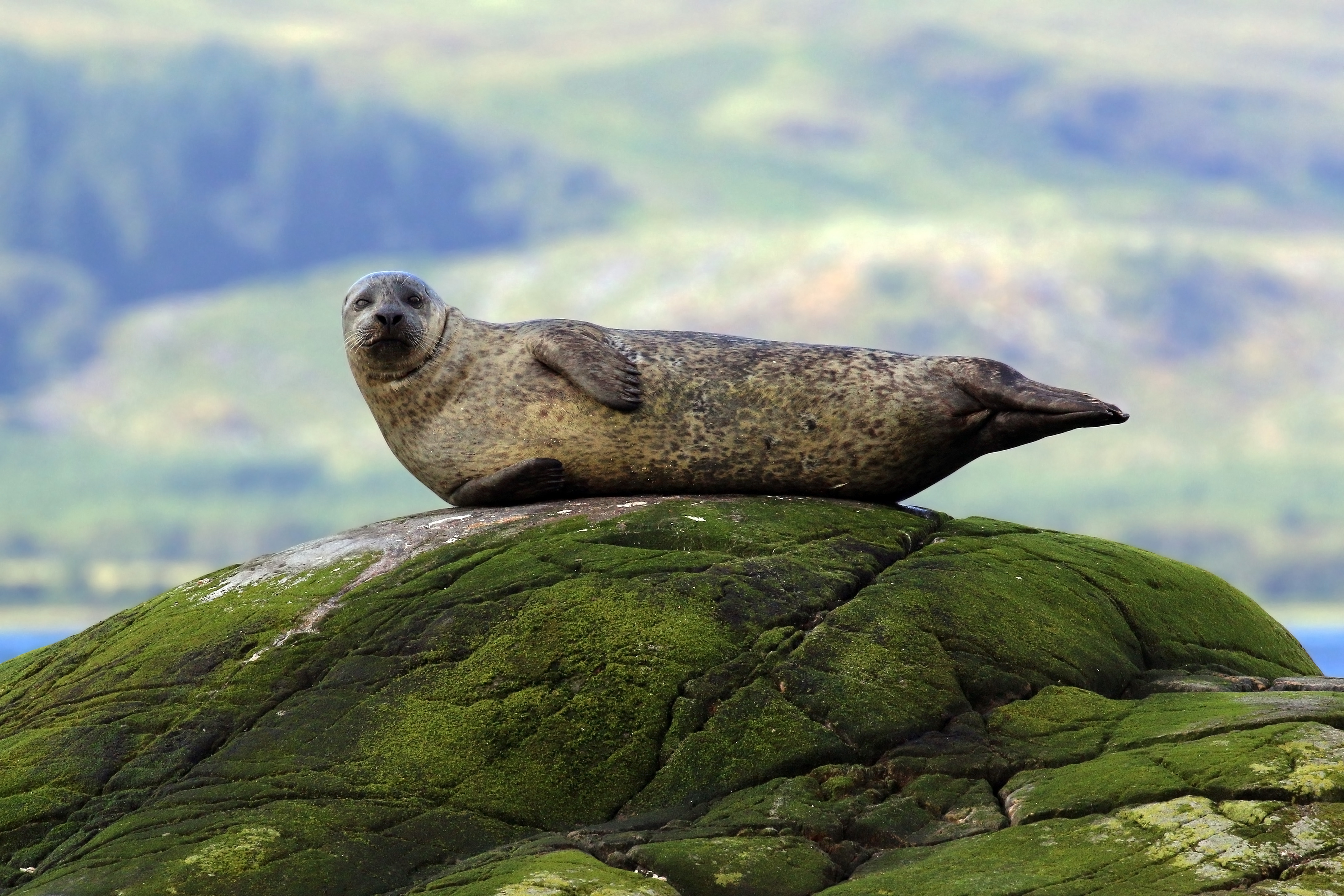 Common Seal