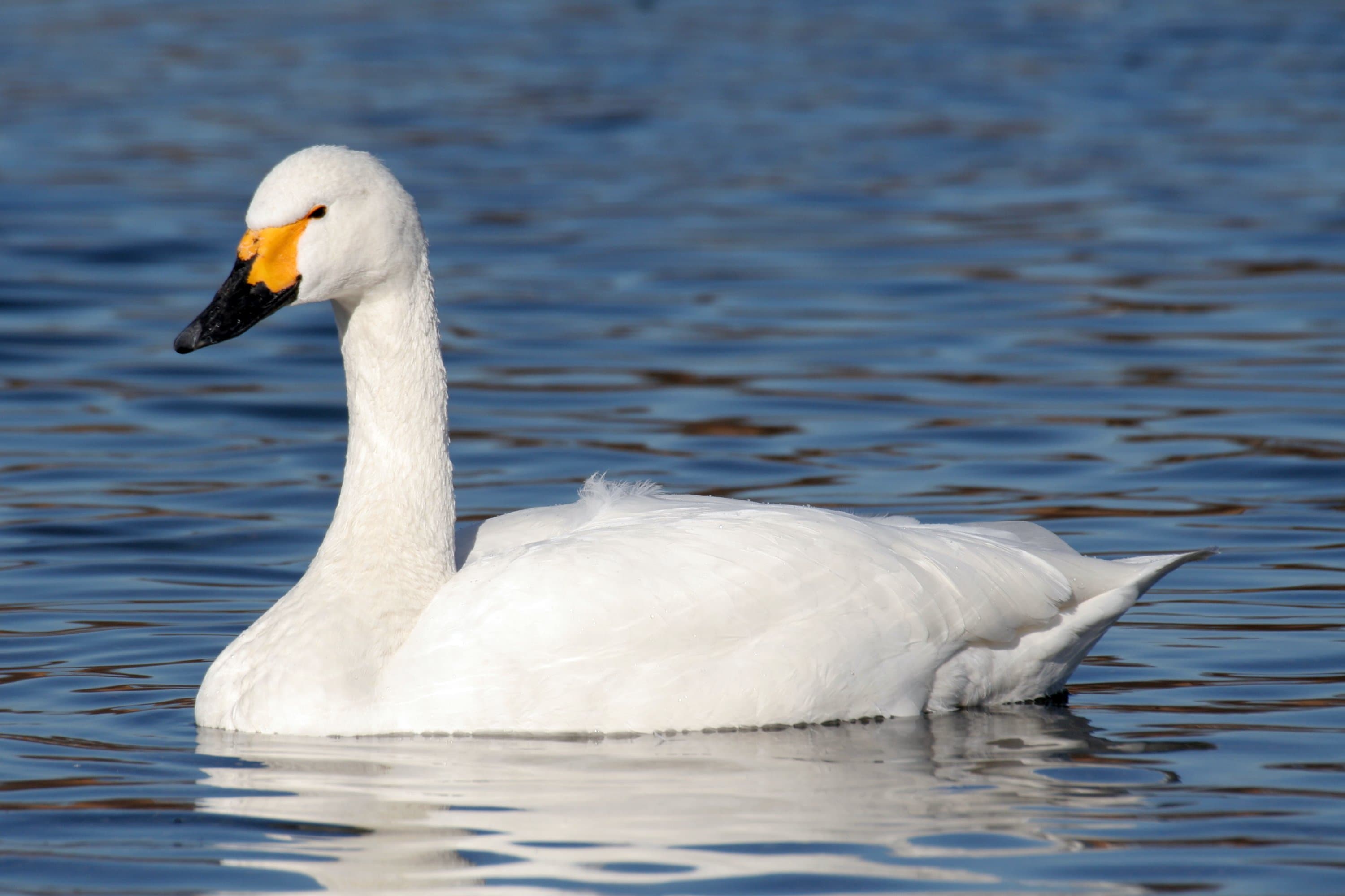 Bewick's Swan