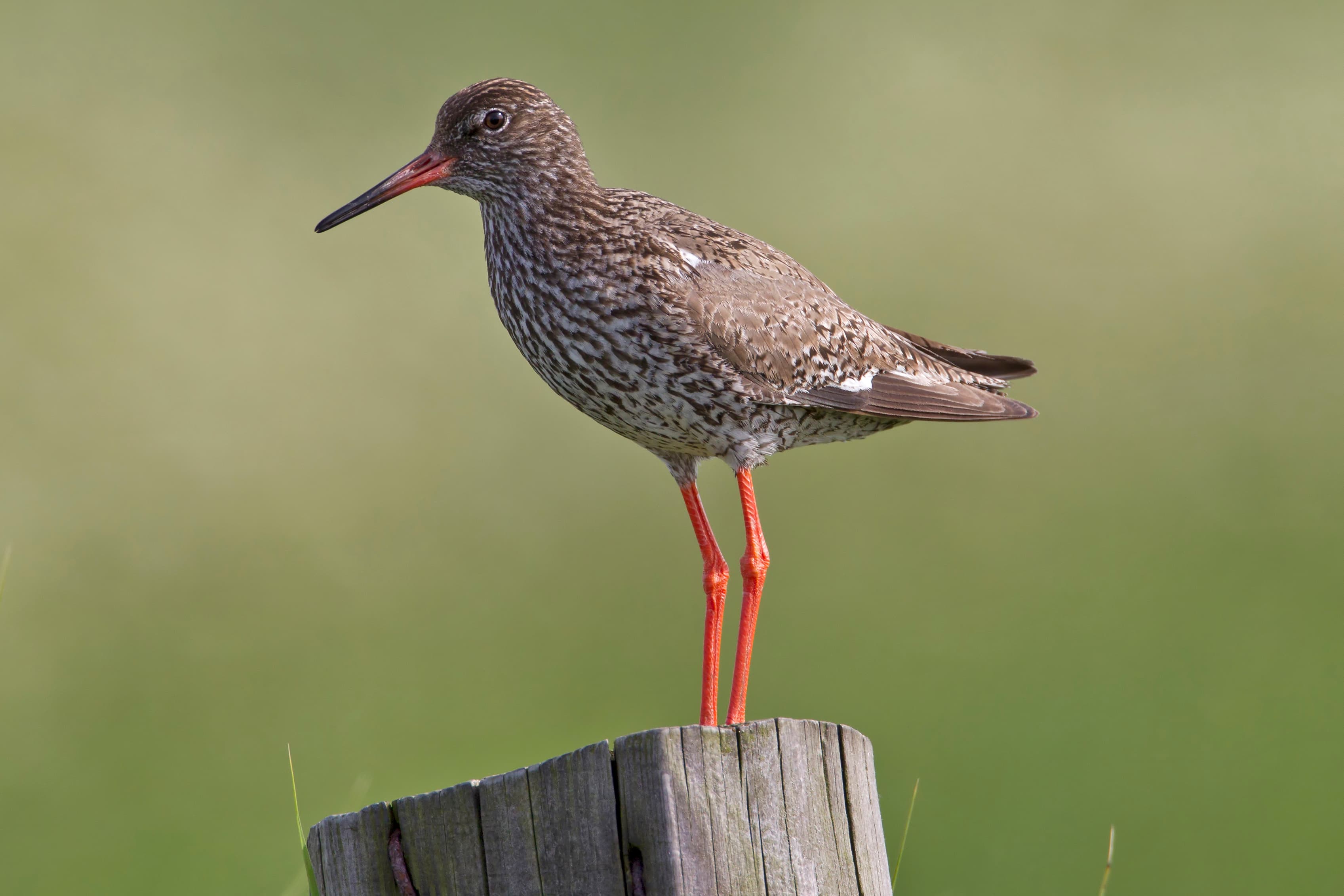Redshank