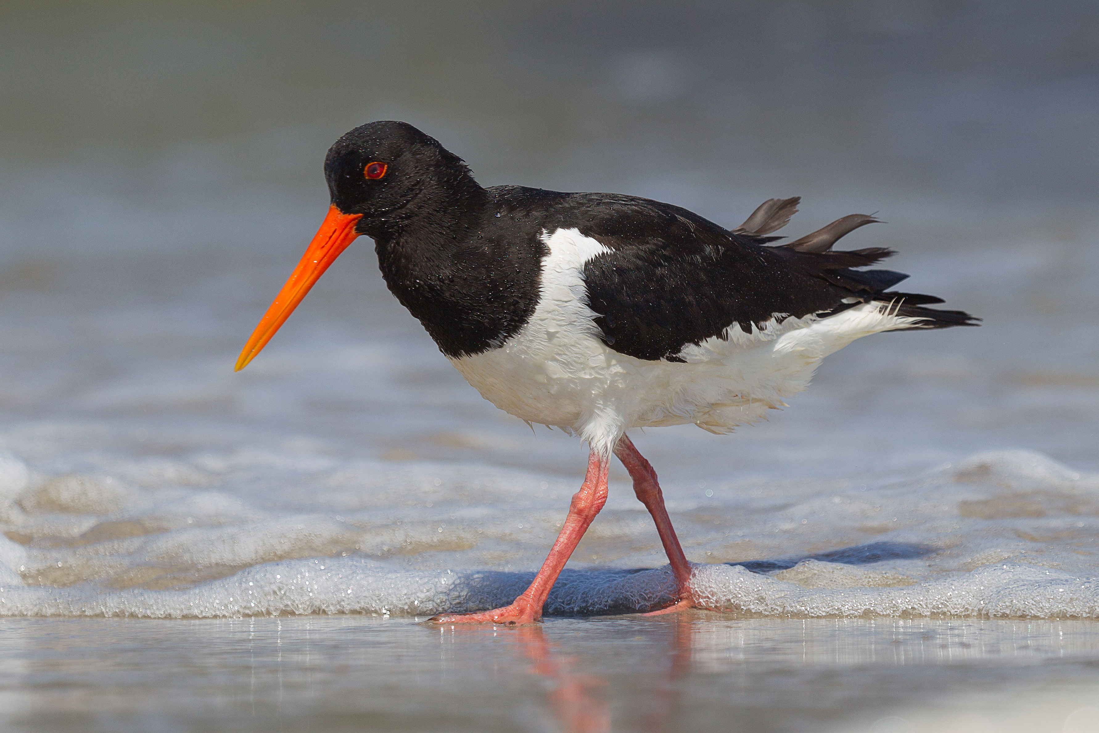 Oystercatcher
