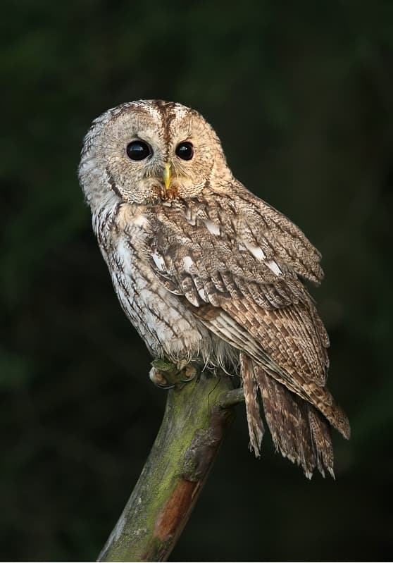 Tawny Owl