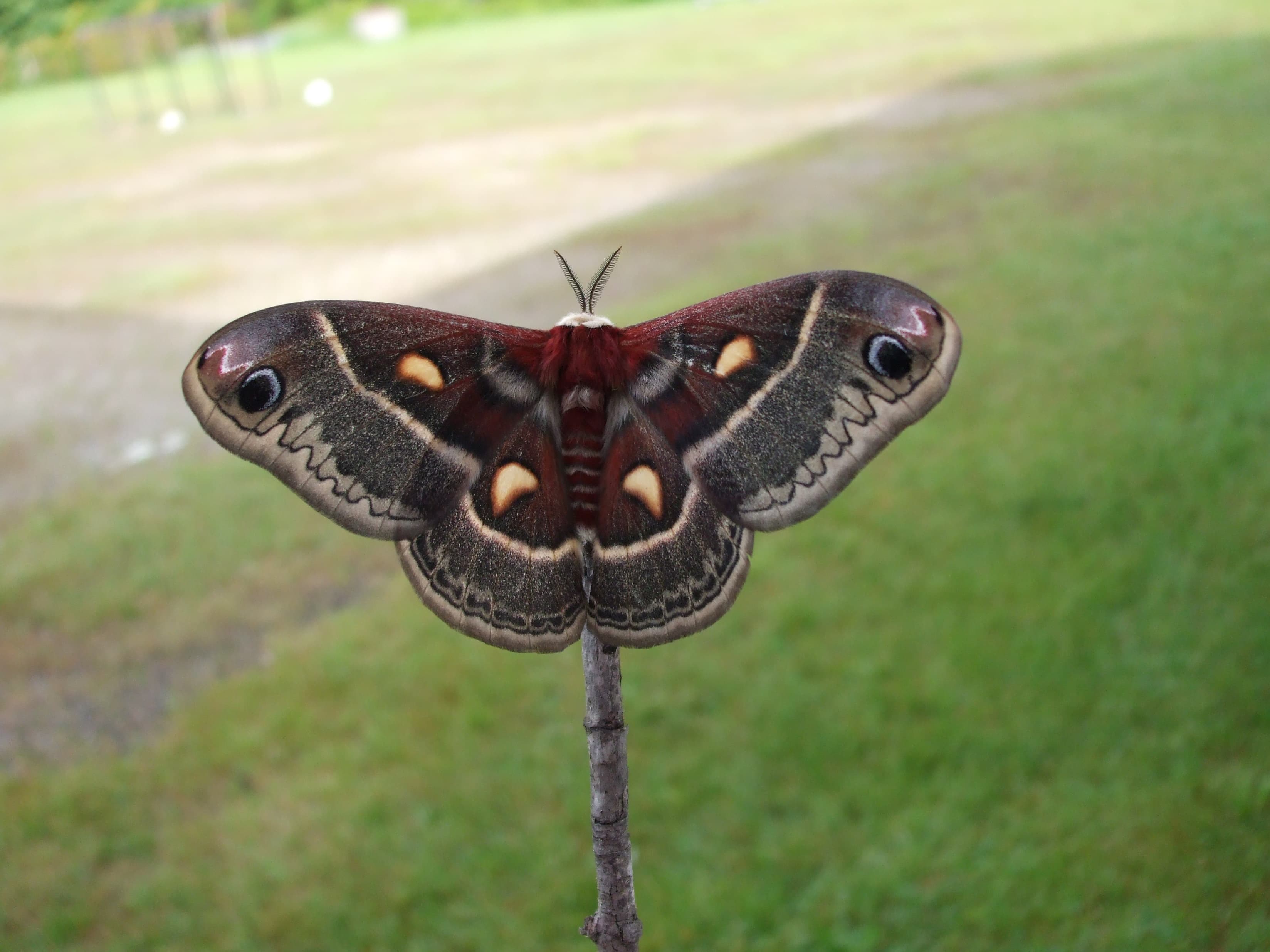 Emperor Moth