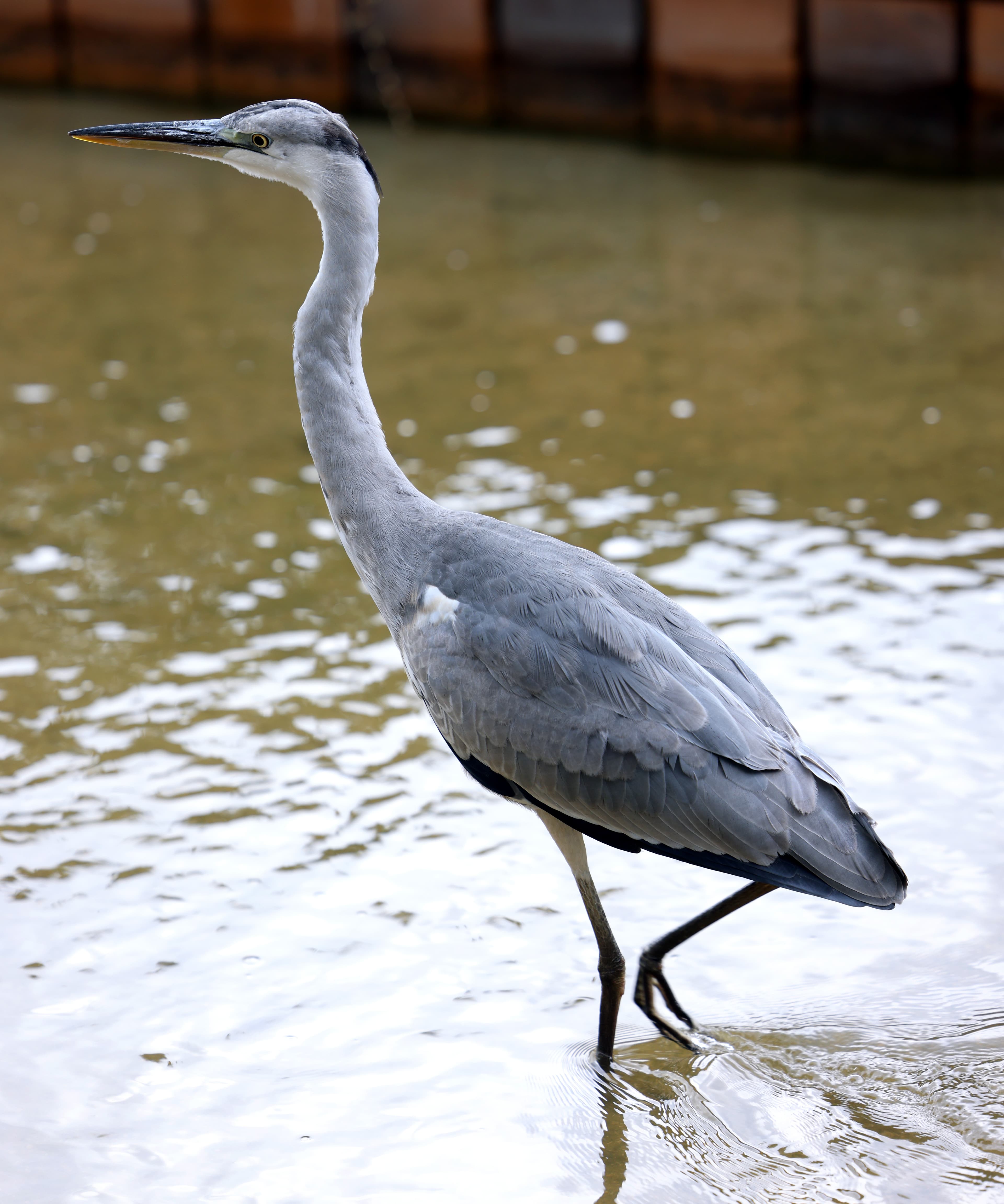 Grey Heron