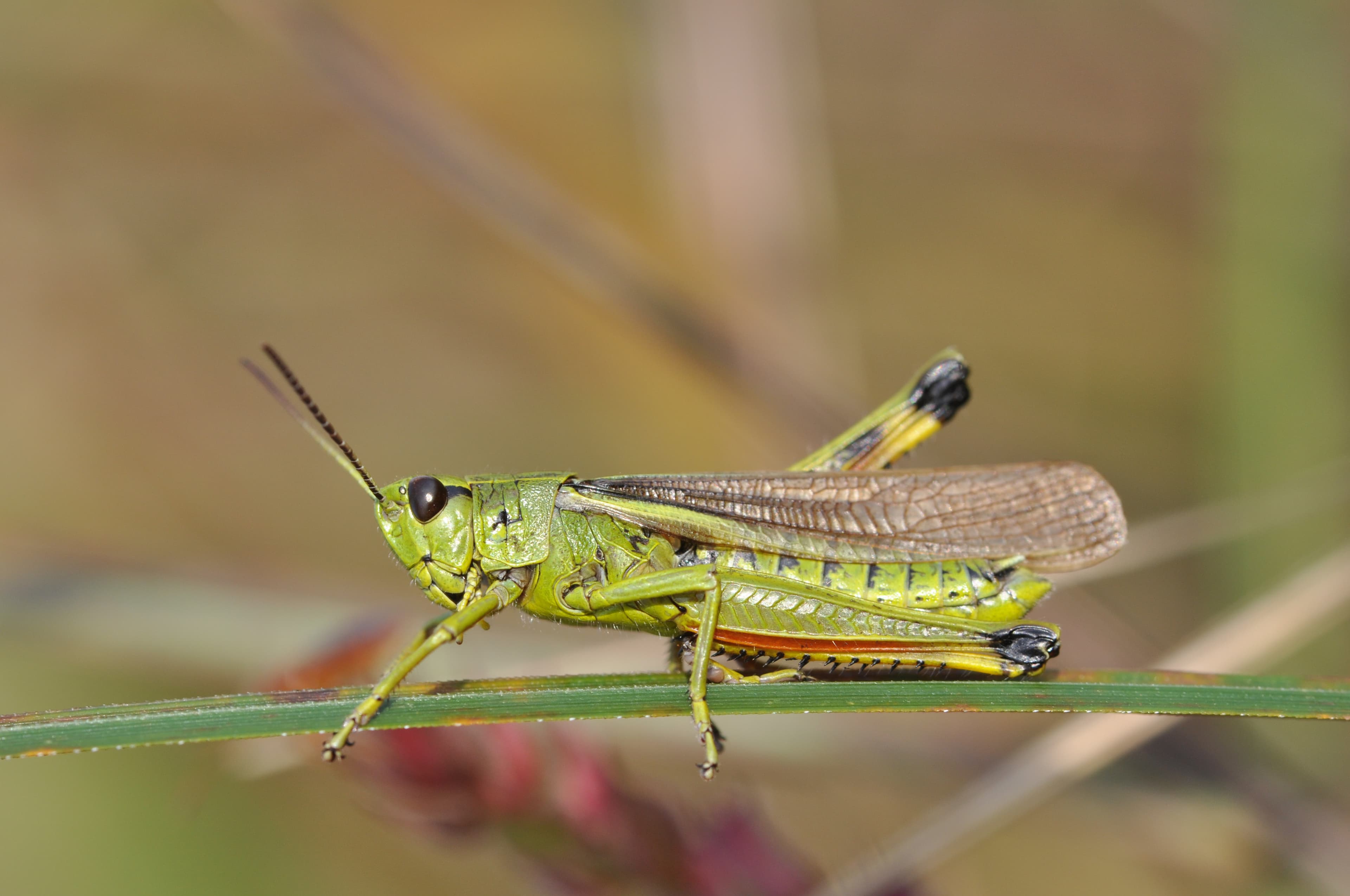 Large Marsh Grasshopper