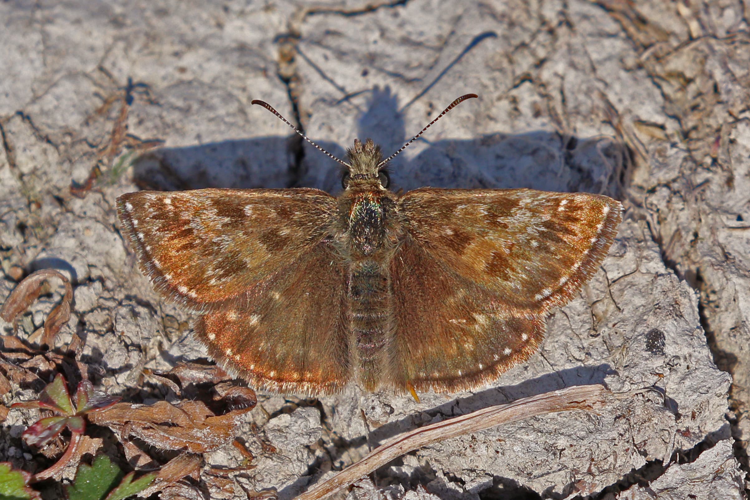 Dingy Skipper