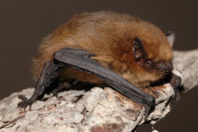 Soprano Pipistrelle