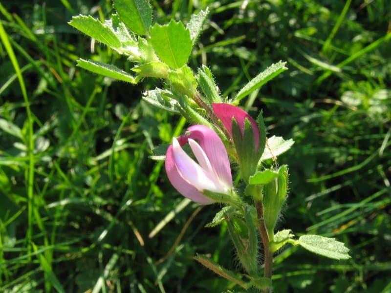 Common Restharrow