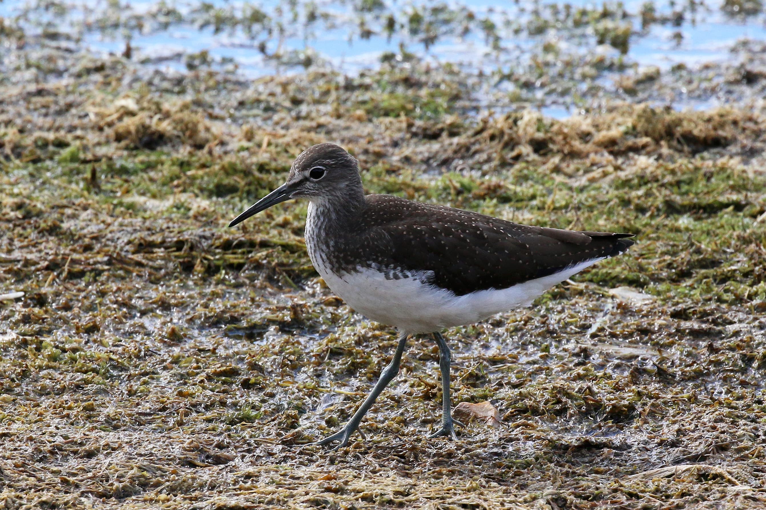 Green Sandpiper