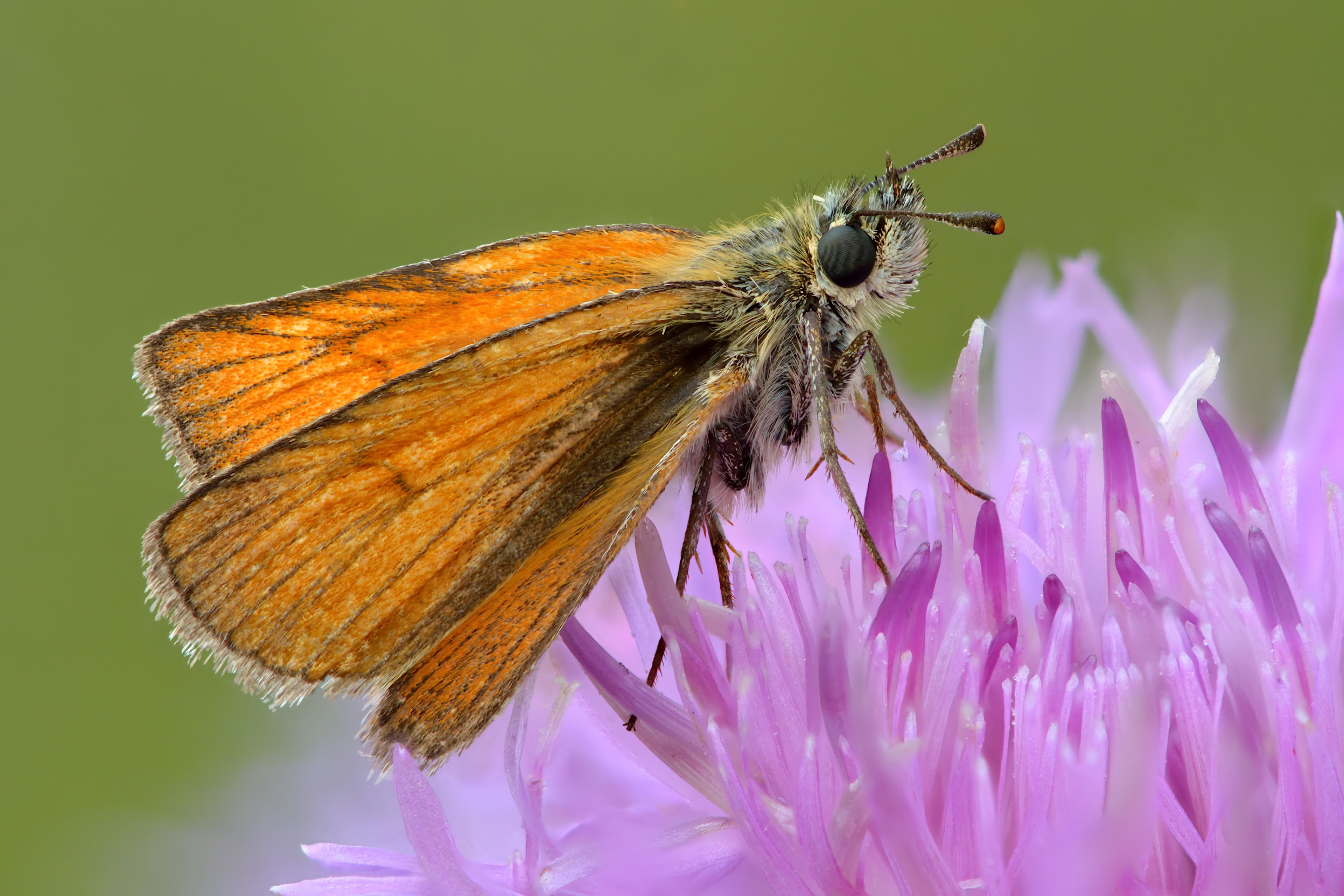 Small Skipper