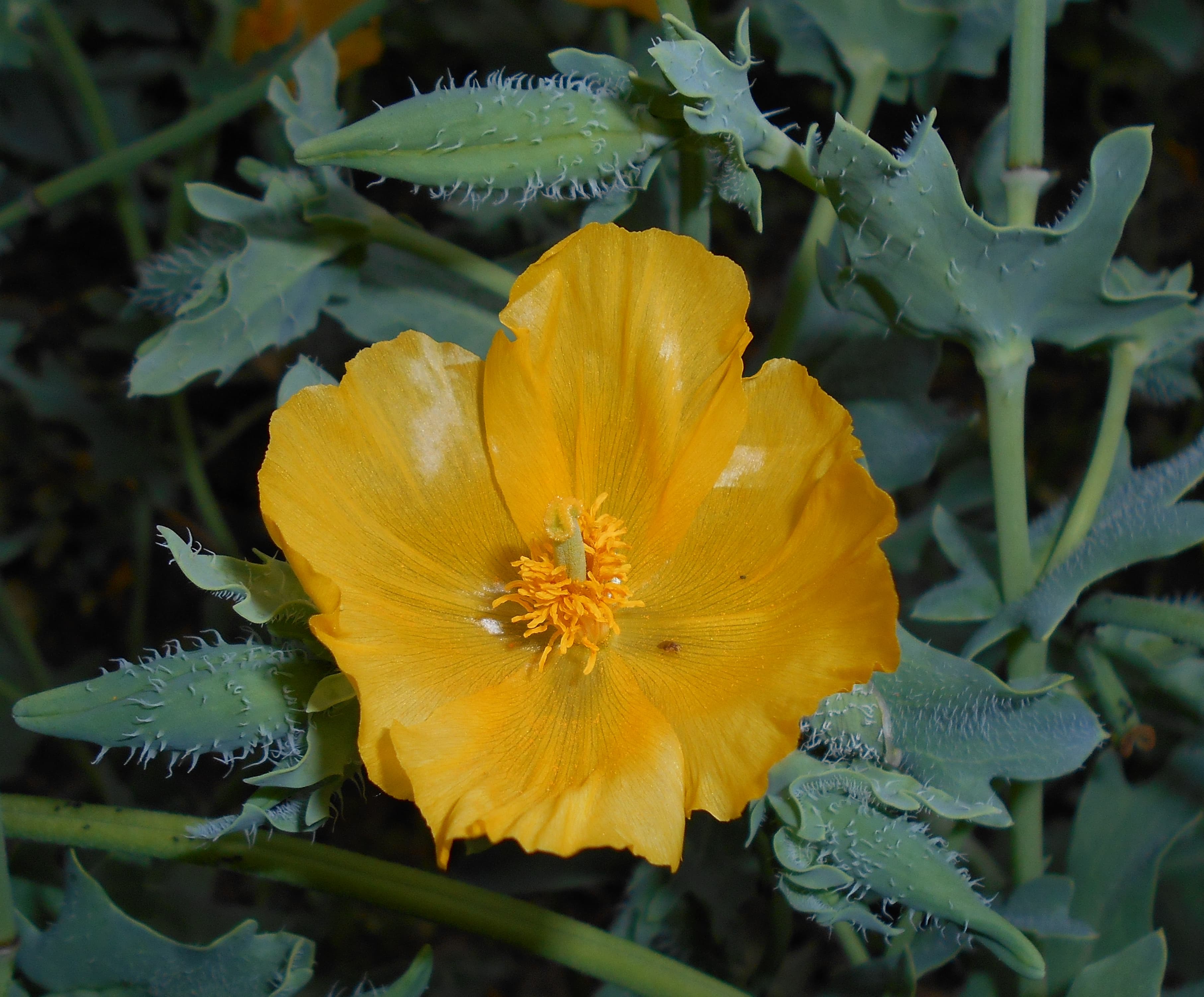 Yellow Horned-poppy