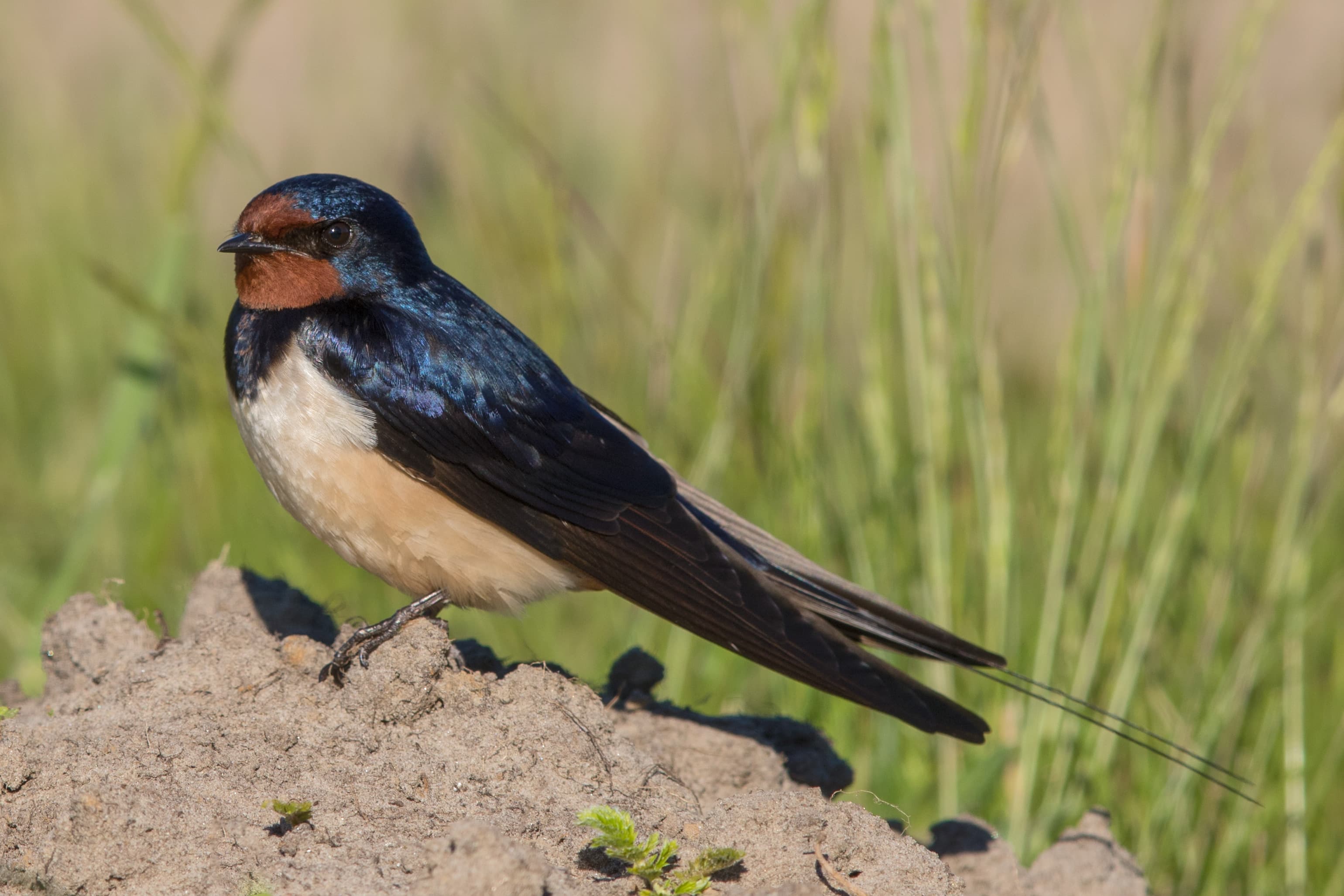 Swallow