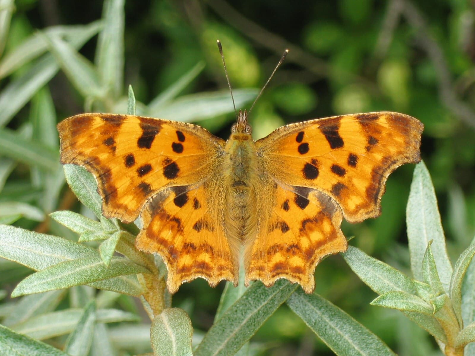Comma