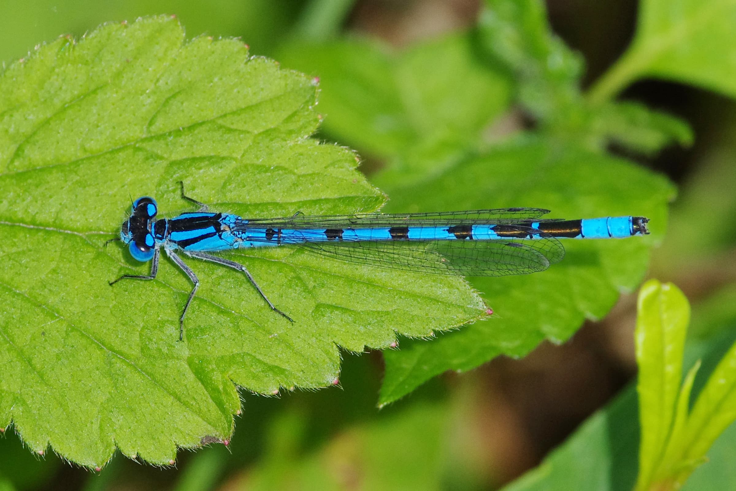 Common Blue Damselfly
