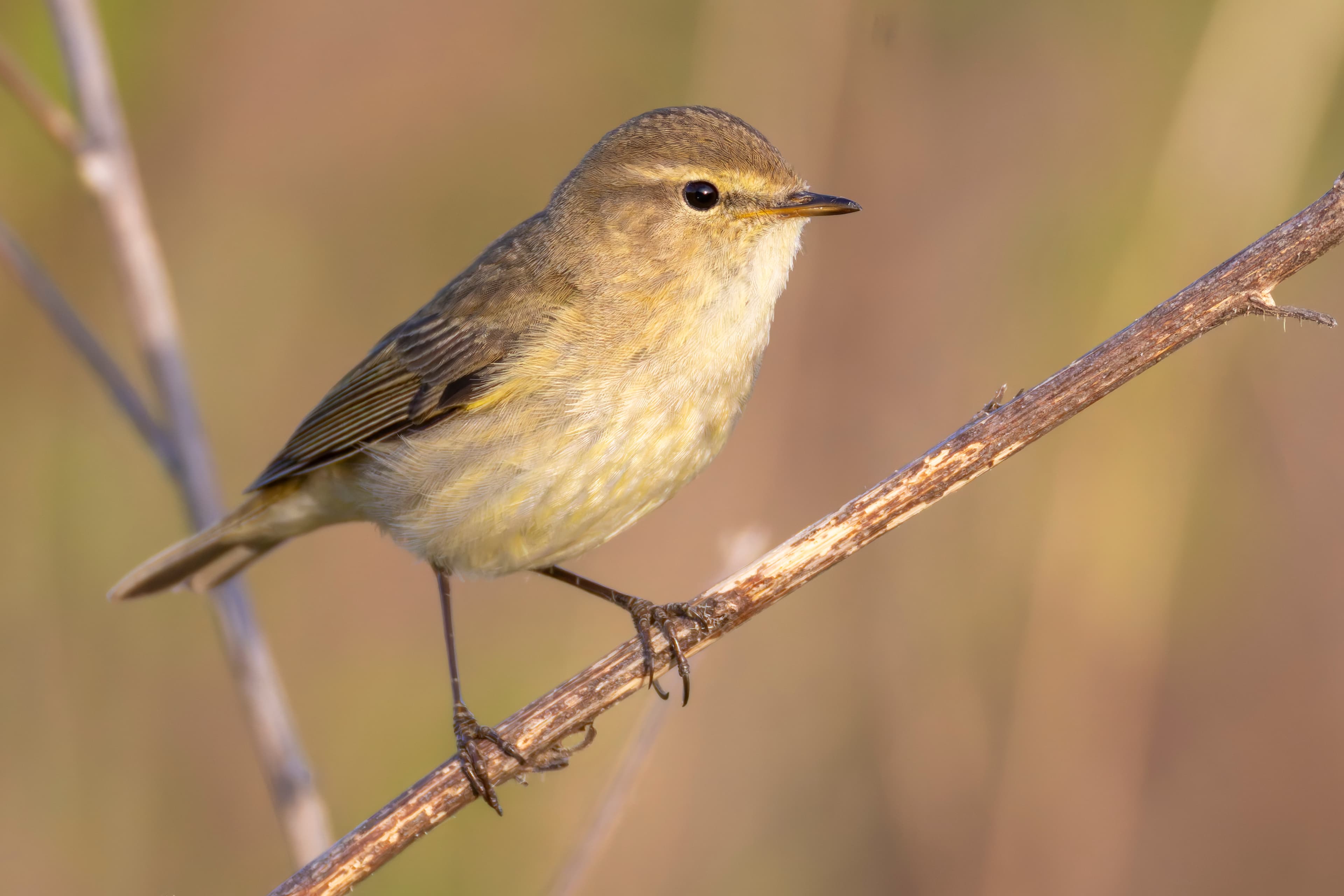 Chiffchaff