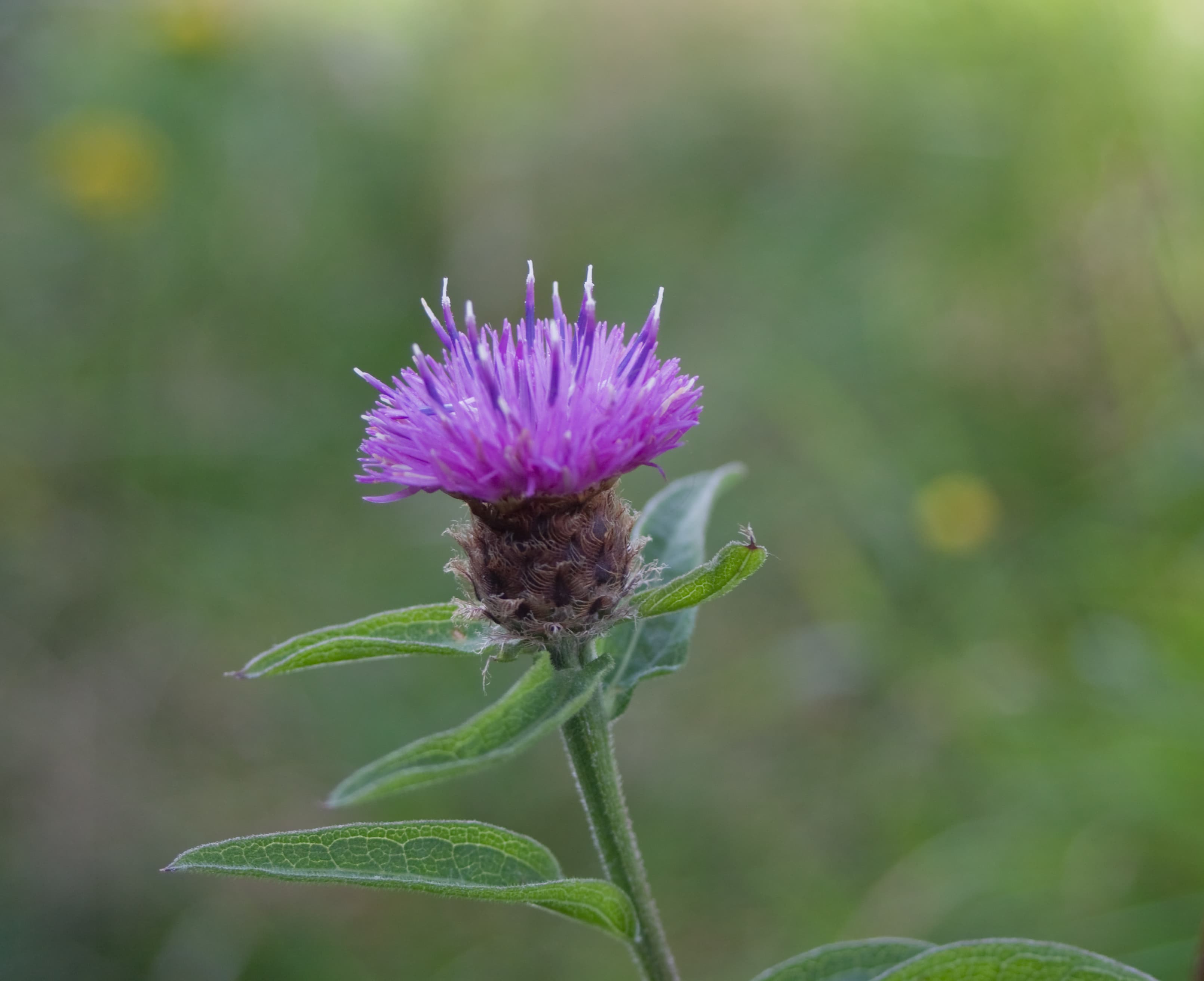 Common Knapweed