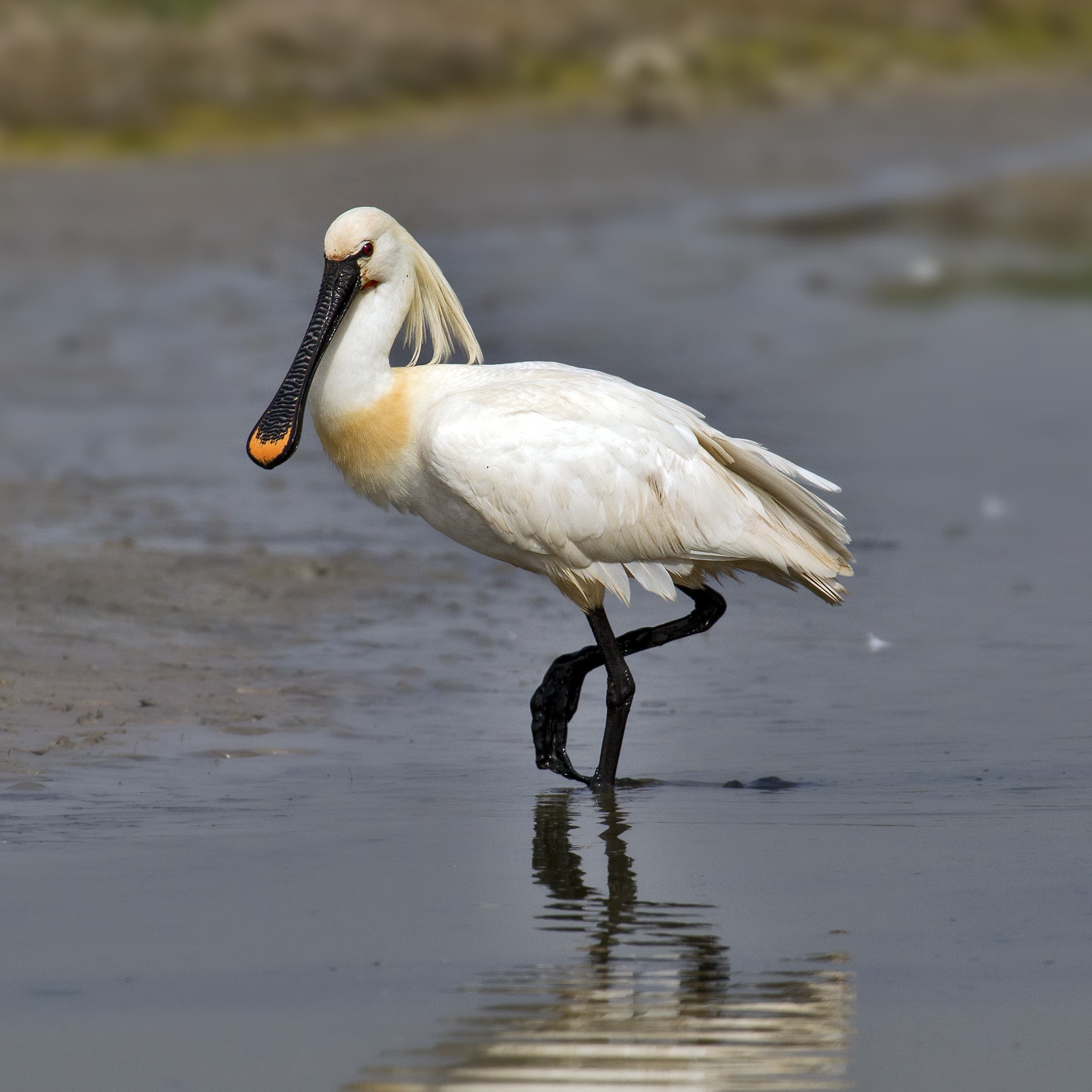 Spoonbill