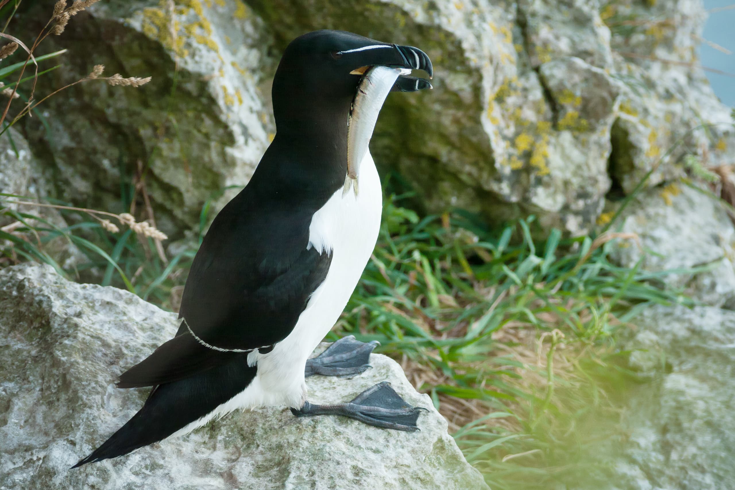 Razorbill