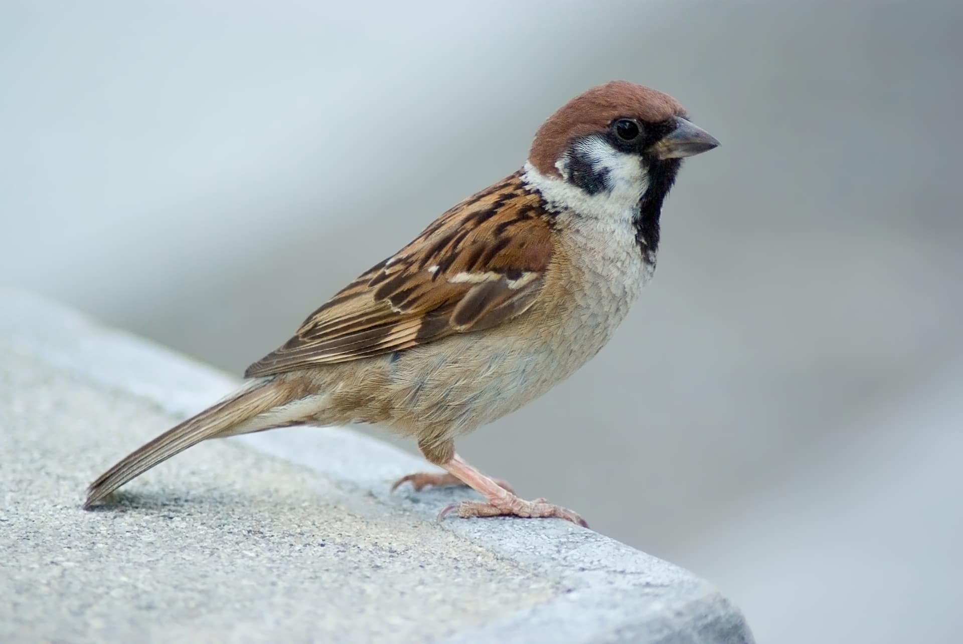 Tree Sparrow