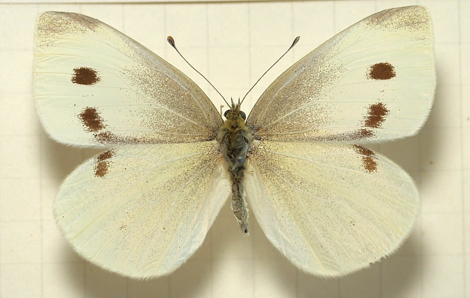 Small White