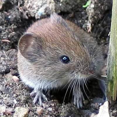 Bank Vole