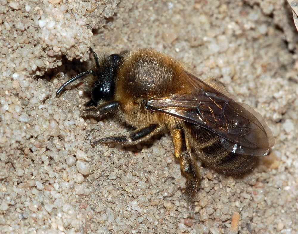 Vernal Mining Bee