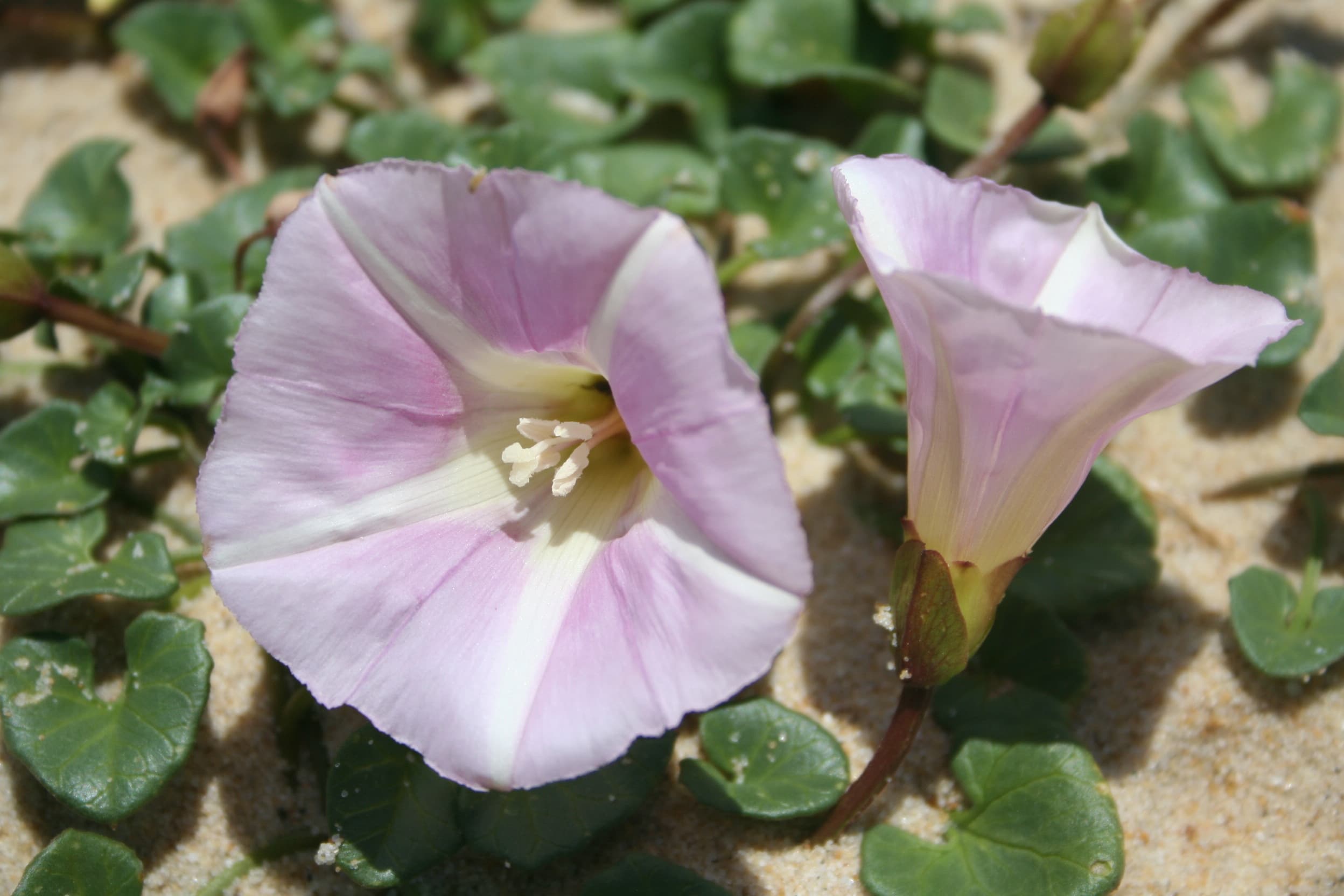 Sea Bindweed