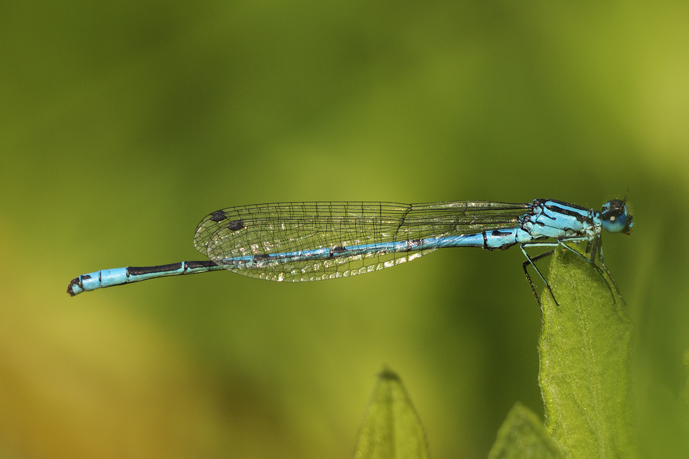 Azure Damselfly