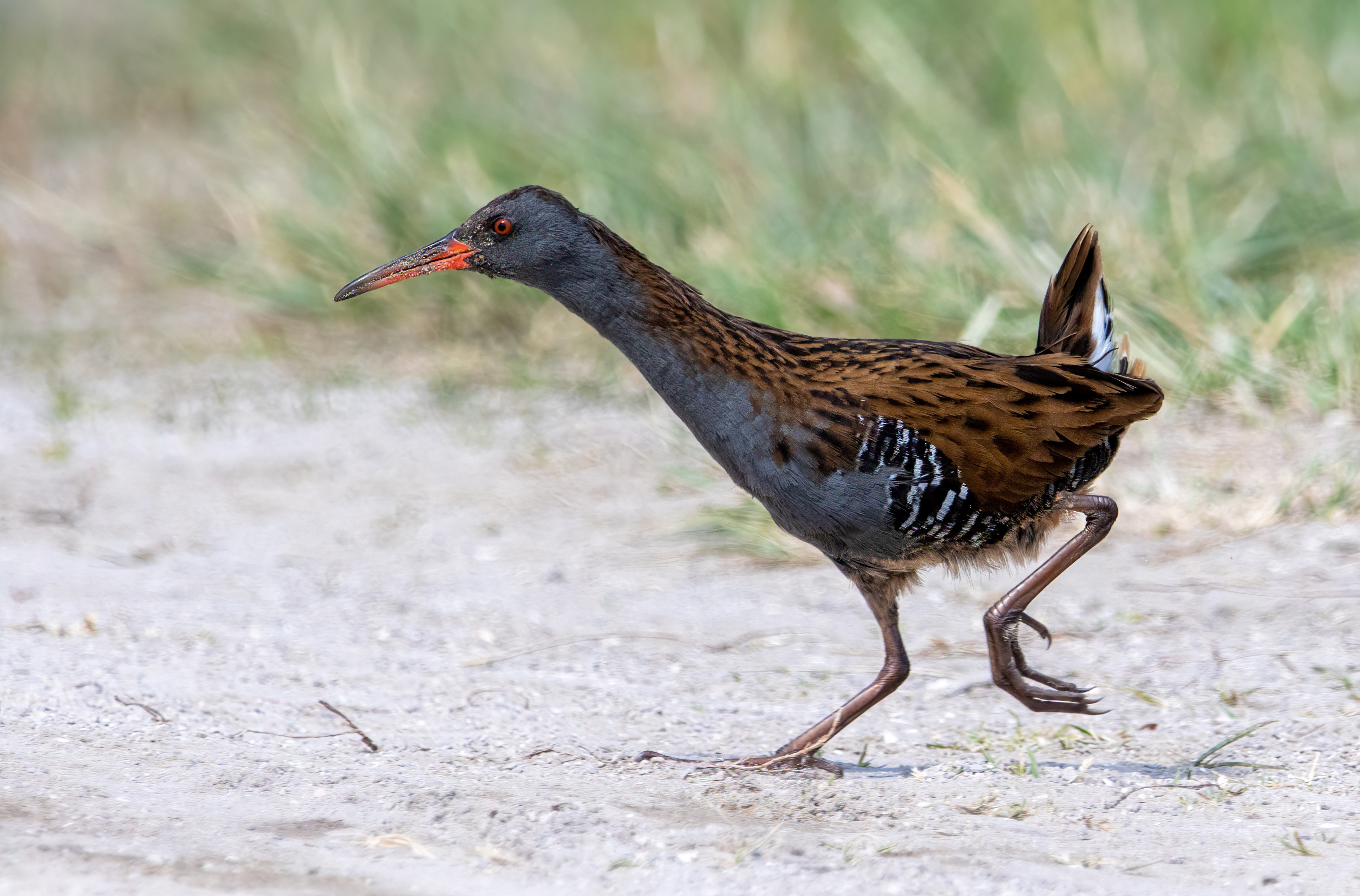 Water Rail