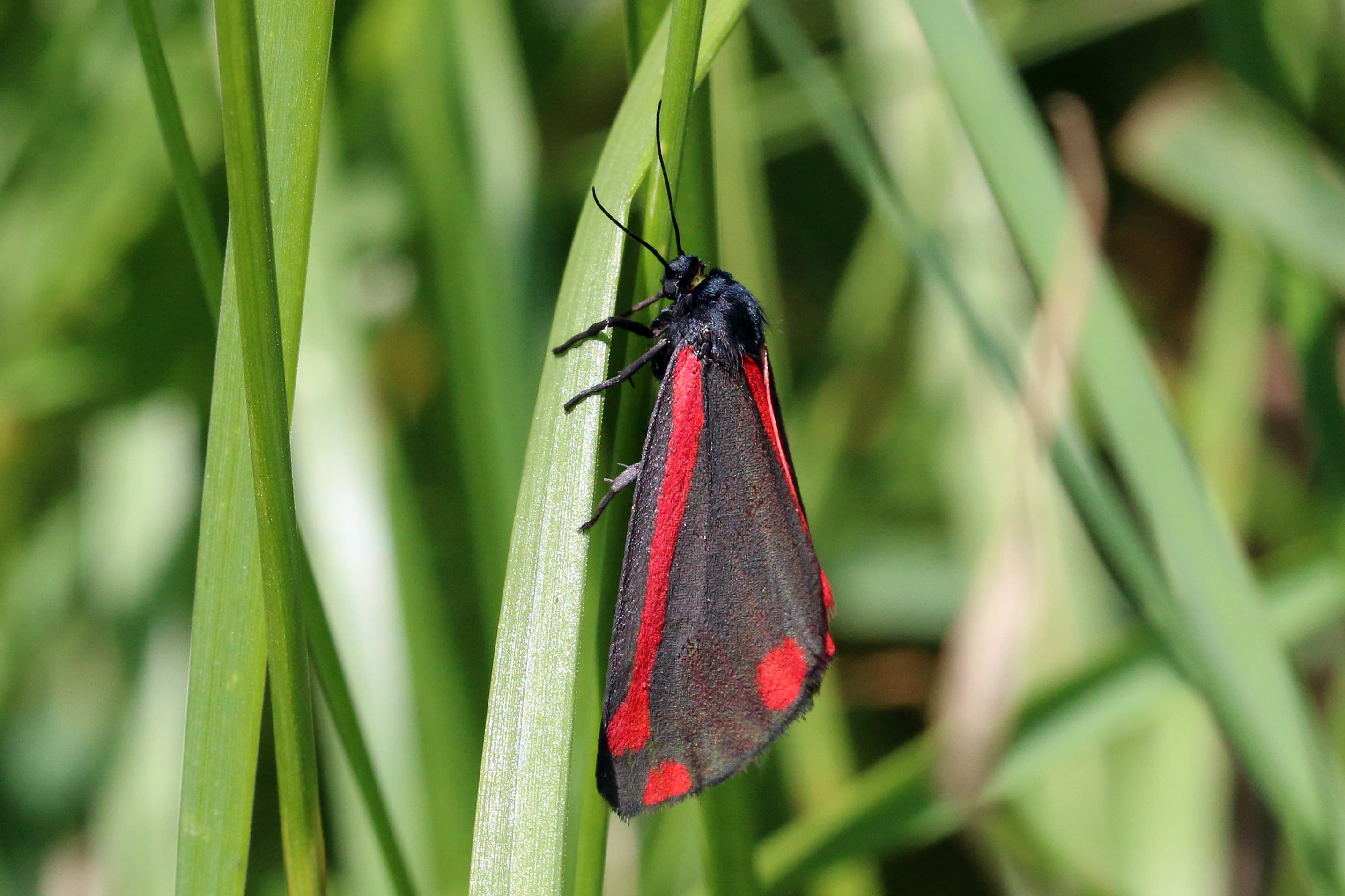 Cinnabar Moth