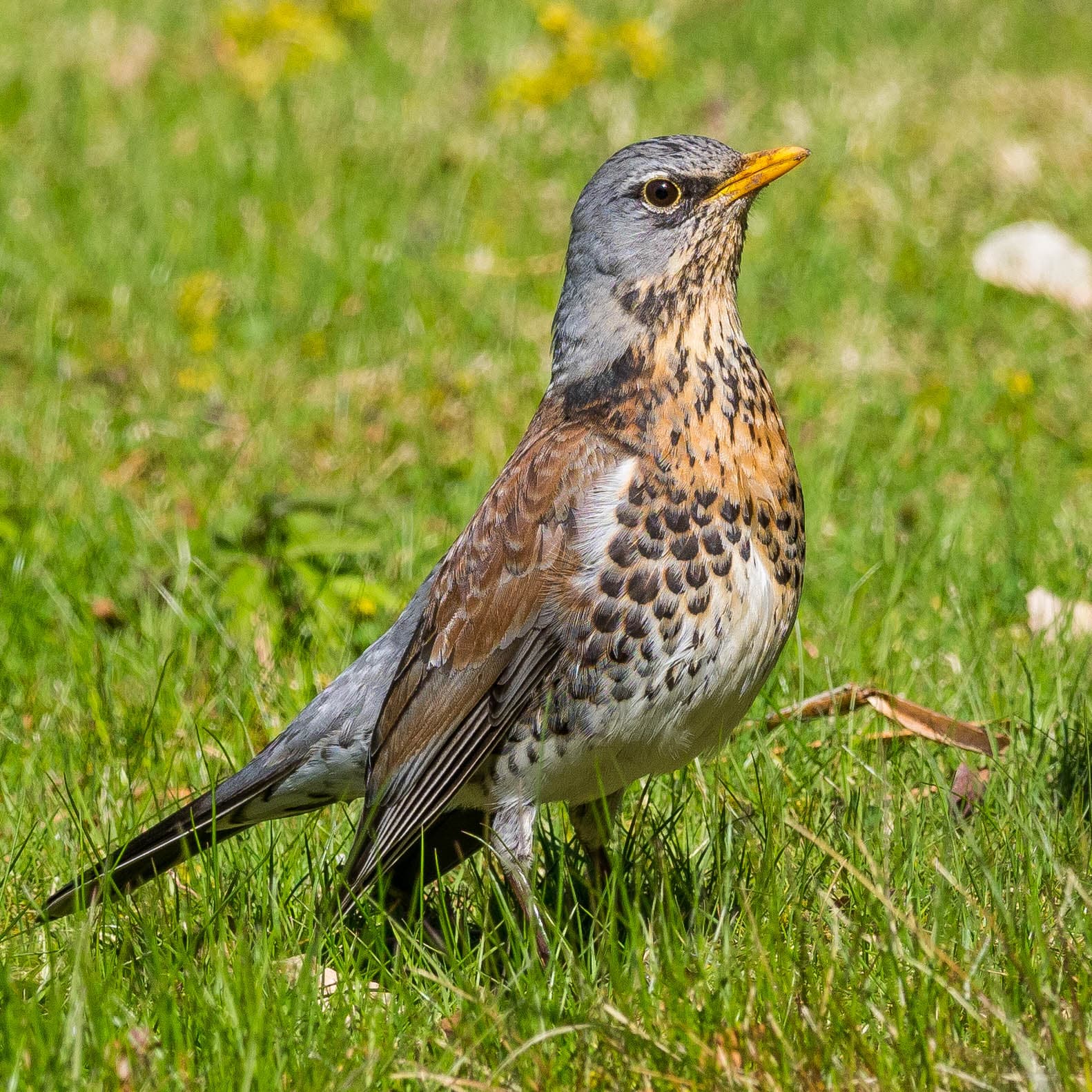 Fieldfare