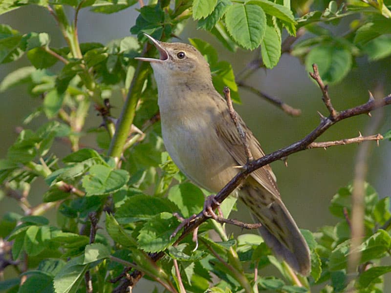 Grasshopper Warbler